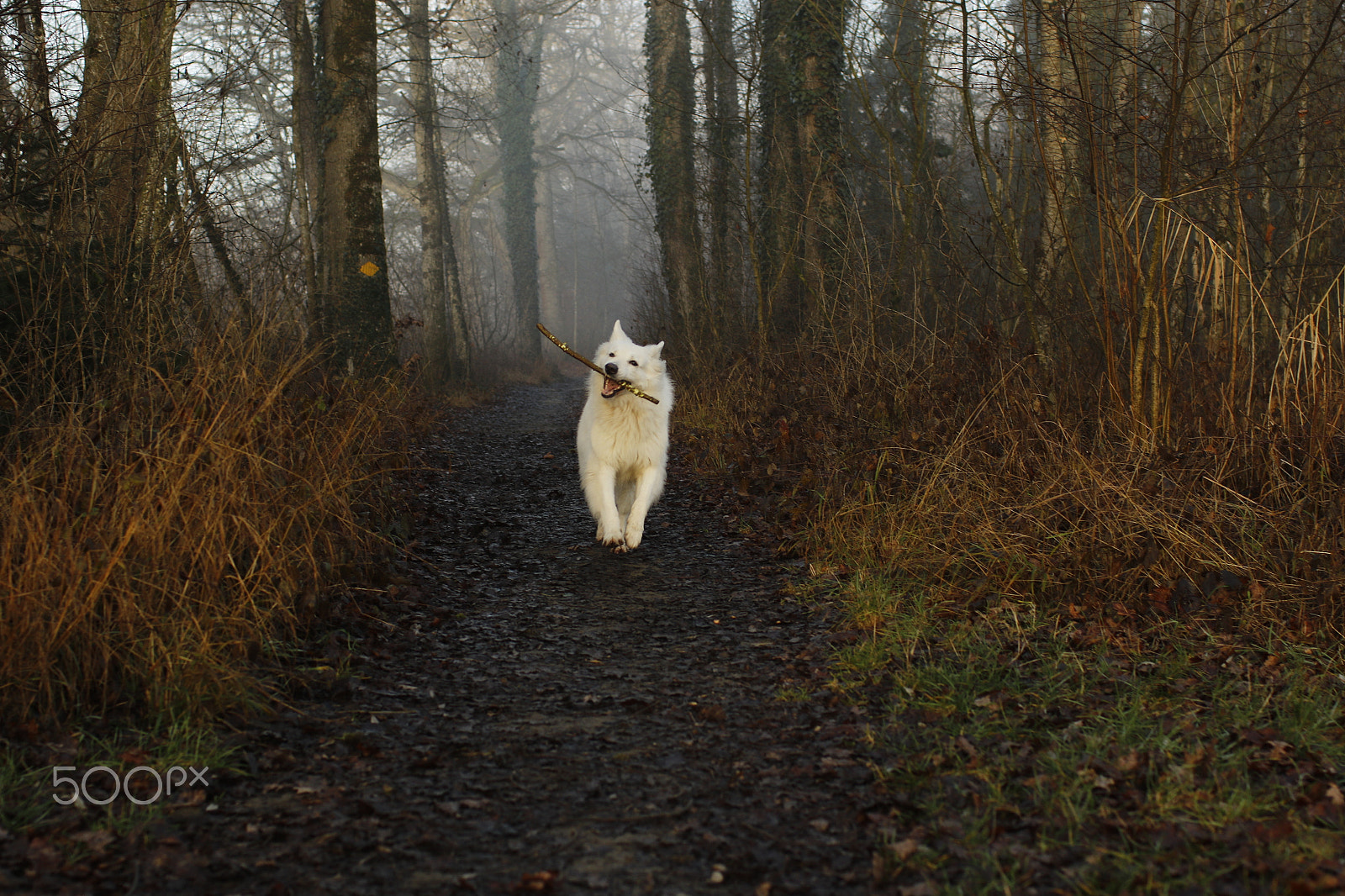 Canon EF 35mm F1.4L USM sample photo. Luna go photography