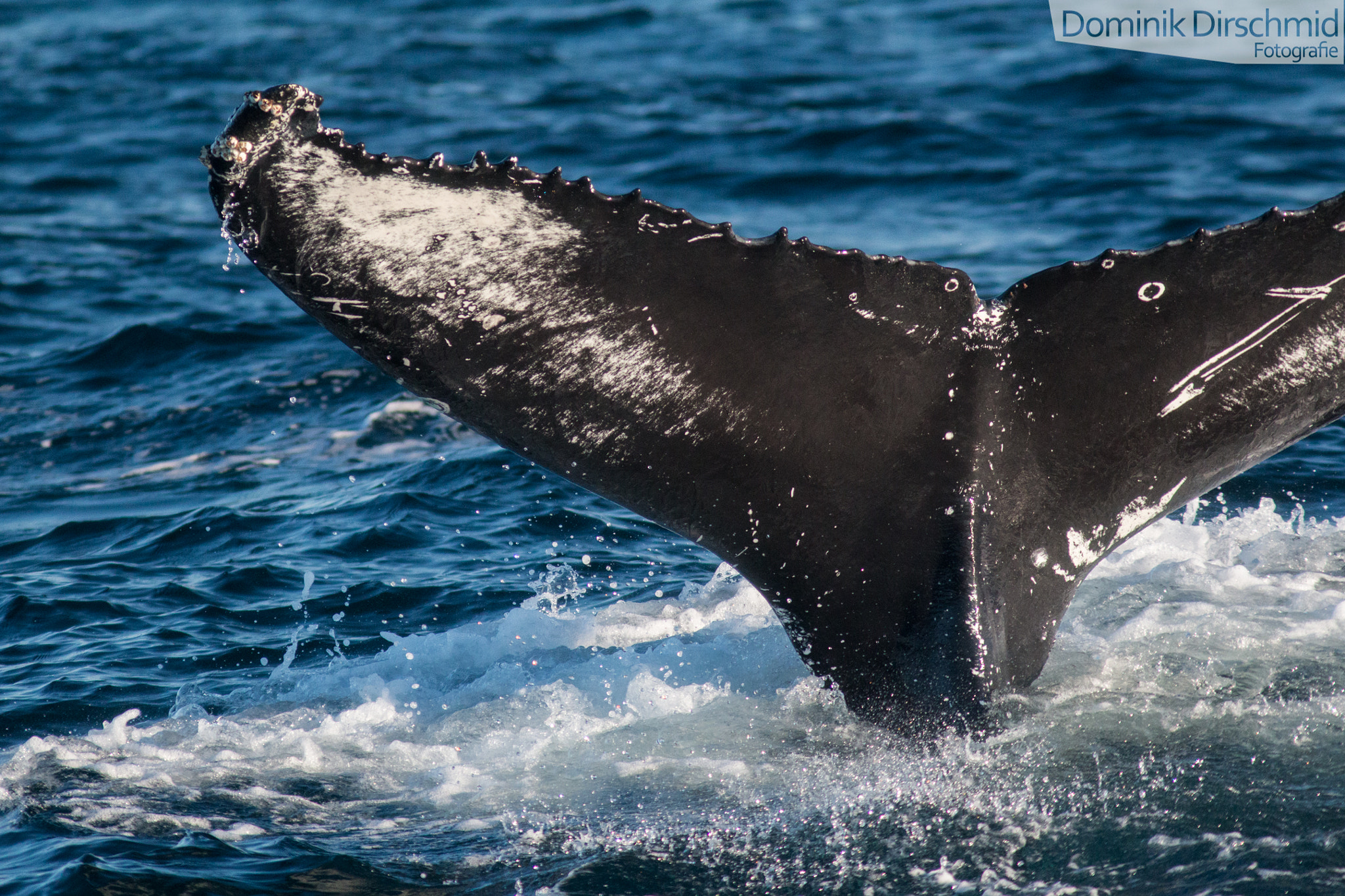 Canon EOS 70D + Canon EF 300mm F4L IS USM sample photo. Humpback whale photography