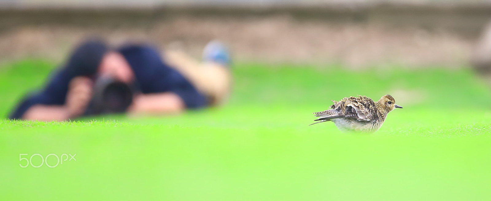 Canon EF 400mm F2.8L IS II USM sample photo. Bird photography
