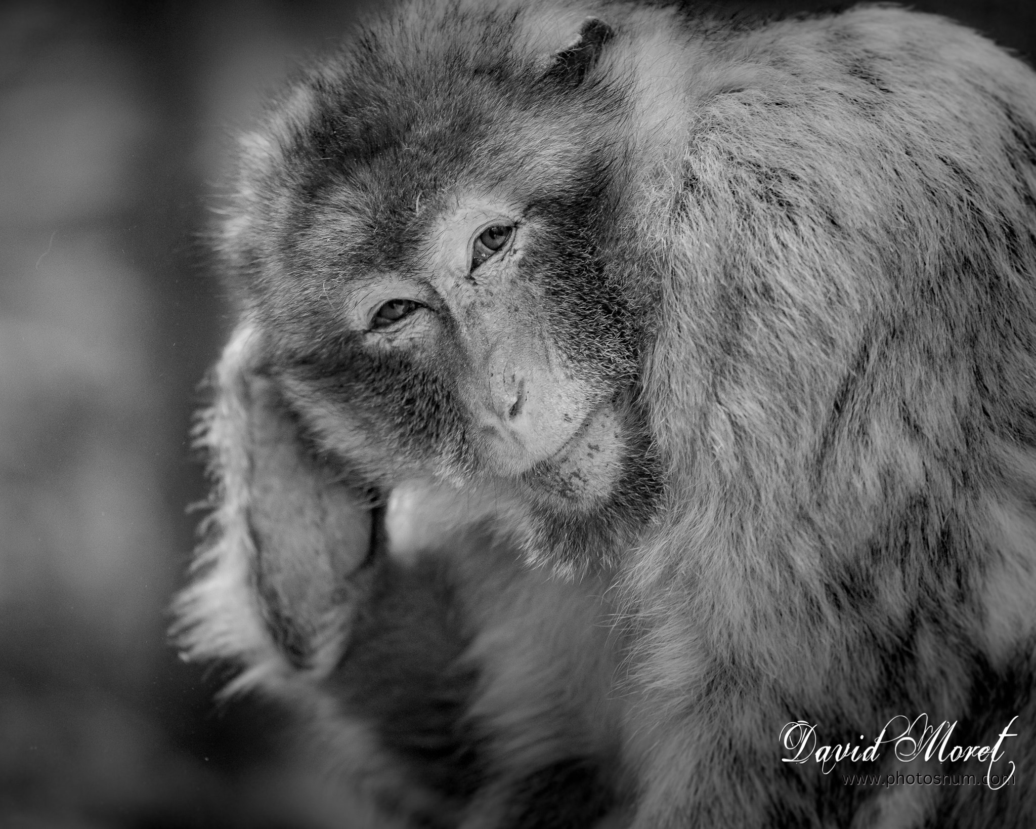 Nikon Nikkor AF-S 300mm F4E PF ED VR sample photo. Terre de singes photography