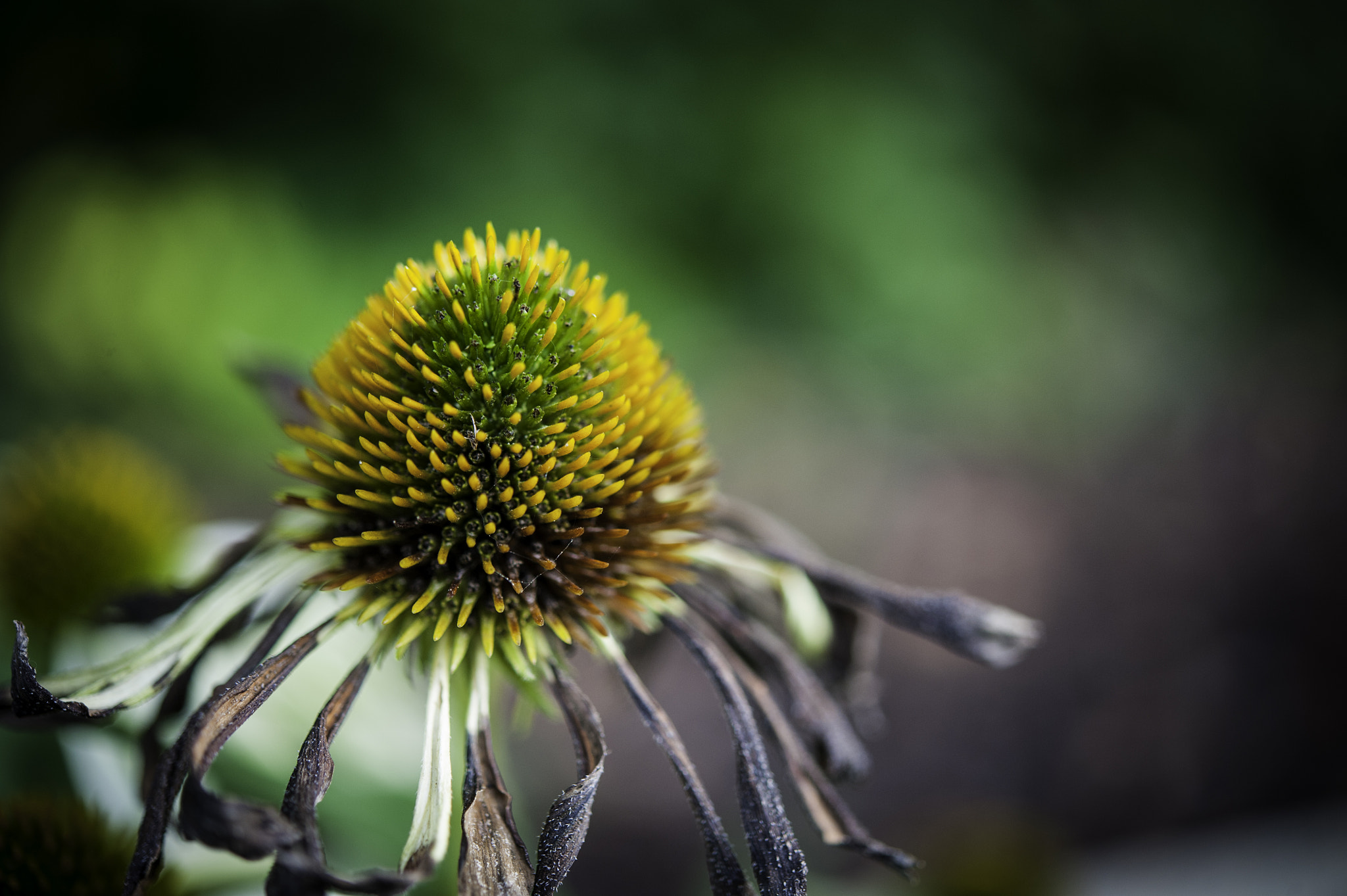 Nikon D3 sample photo. Full blossom photography