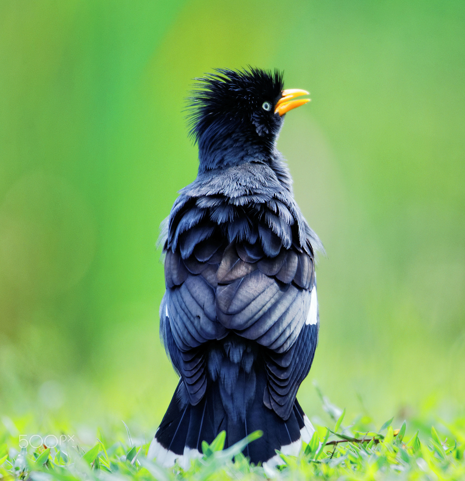 Tamron SP 150-600mm F5-6.3 Di VC USD sample photo. Face on feathers photography