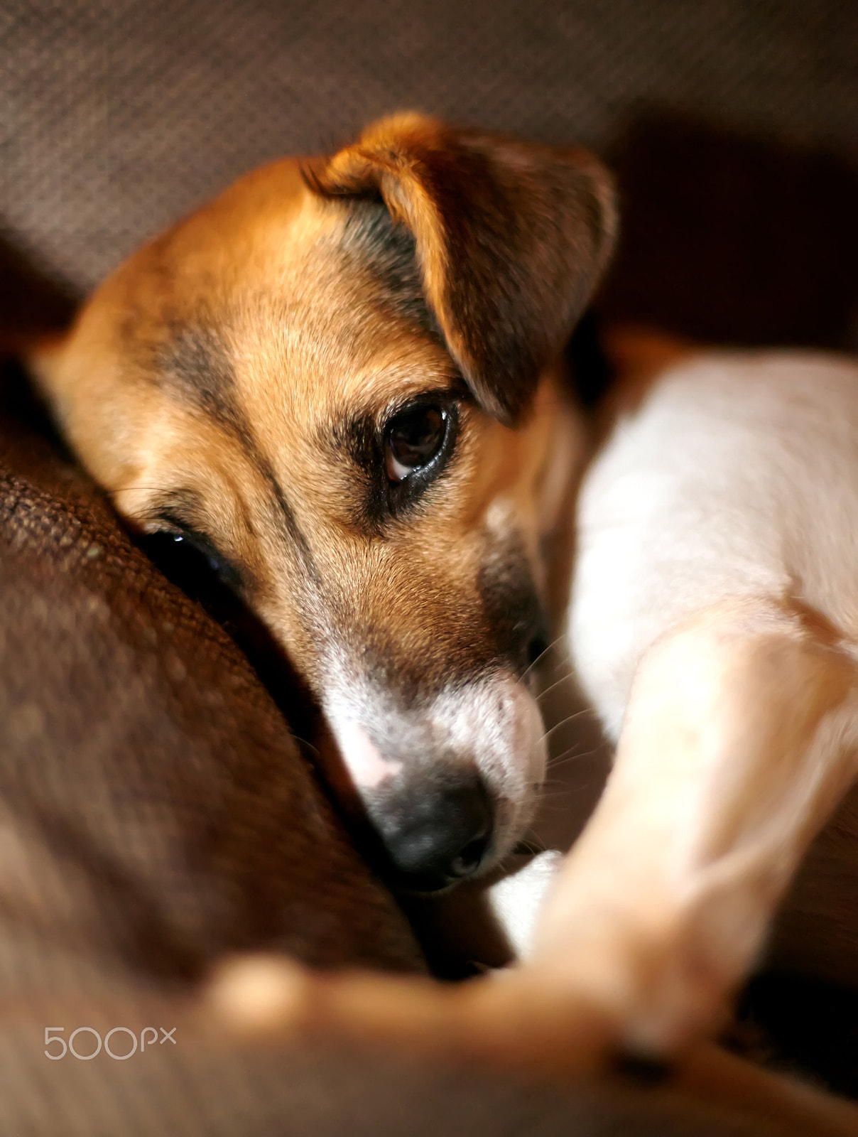 Canon EF 50mm F1.4 USM sample photo. Jack russell terier cute portrait photography