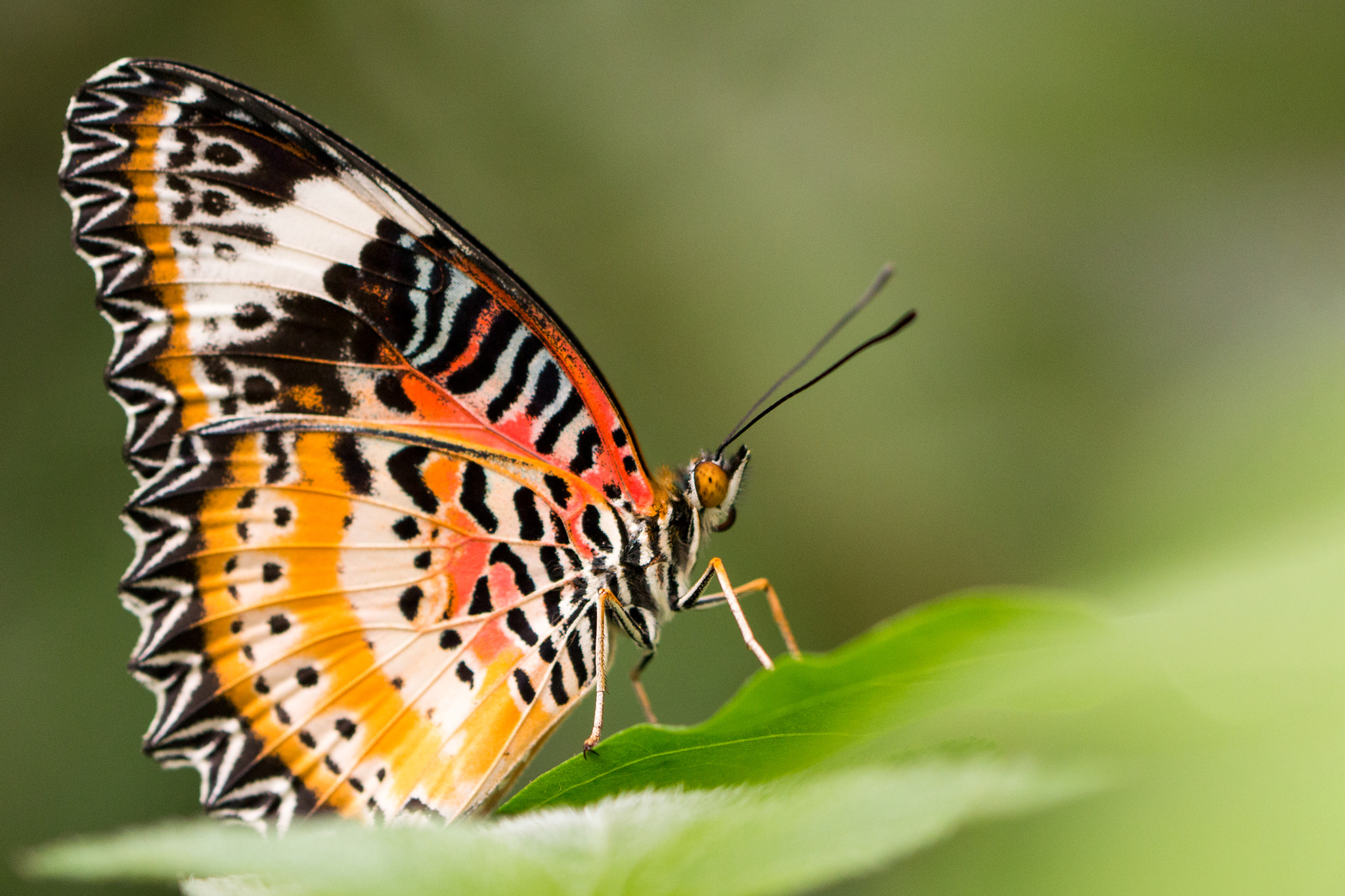 Canon EOS 70D + Canon EF 100mm F2.8L Macro IS USM sample photo. Butterfly photography