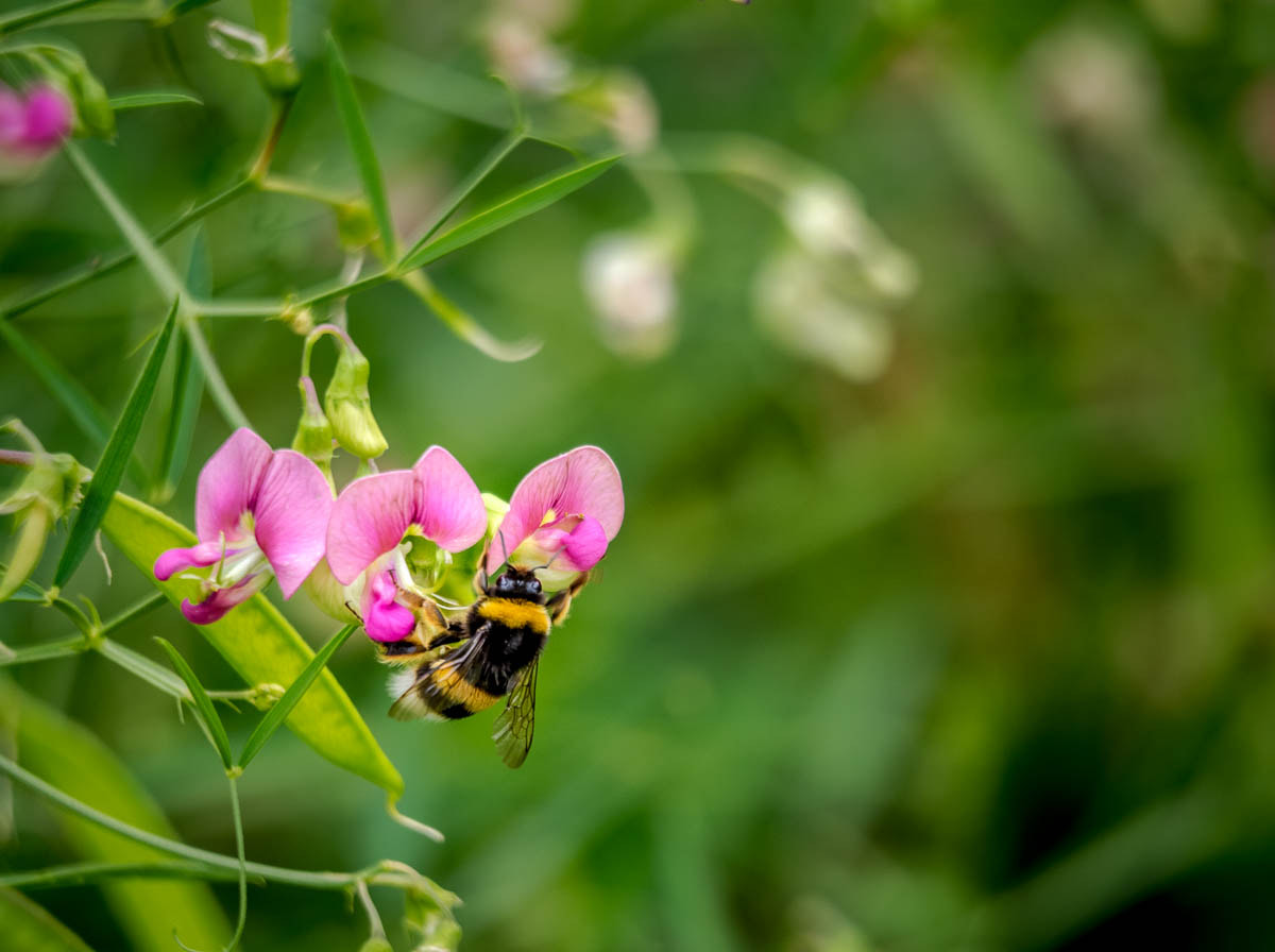 Olympus OM-D E-M1 sample photo. Abeja photography