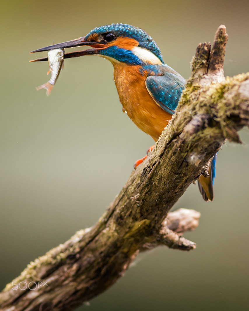 Canon EOS 6D + Canon EF 400mm F5.6L USM sample photo. Kingfisher photography