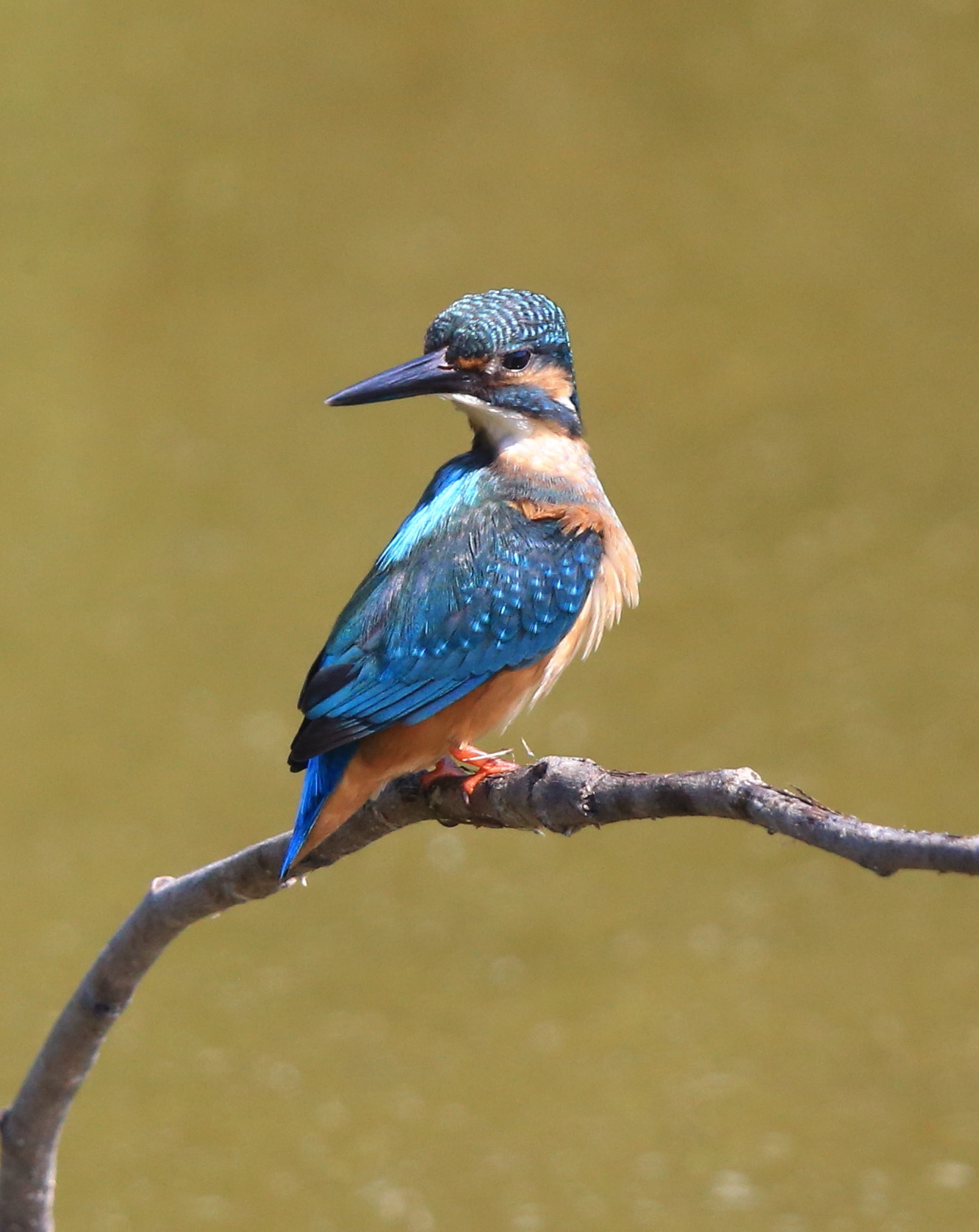 Canon EF 600mm F4L IS II USM sample photo. 310 photography