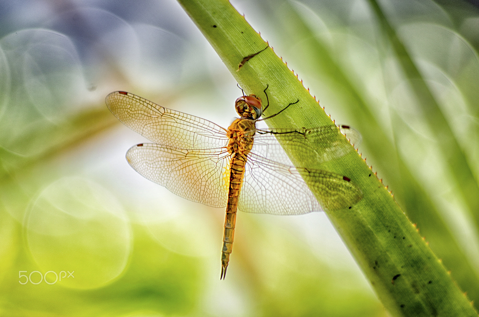 HD Pentax DA 55-300mm F4.0-5.8 ED WR sample photo. Dragonfly photography