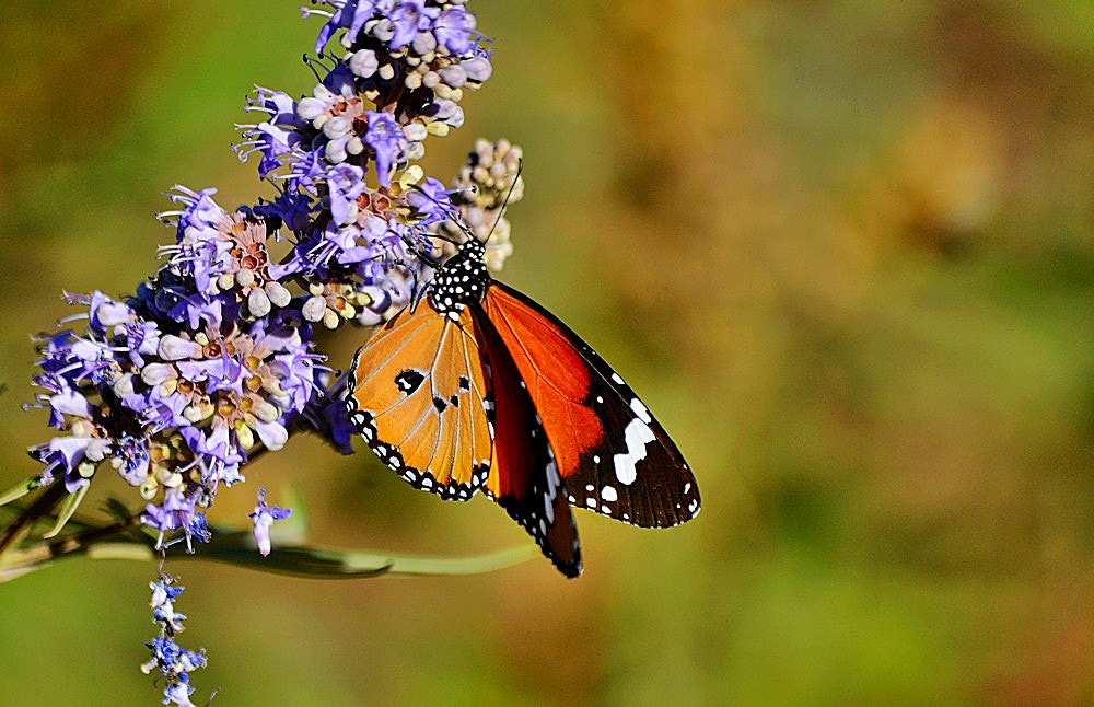 Sigma 70-300mm F4-5.6 APO Macro Super II sample photo. Vitex agnus castus et danaus chrysippus photography