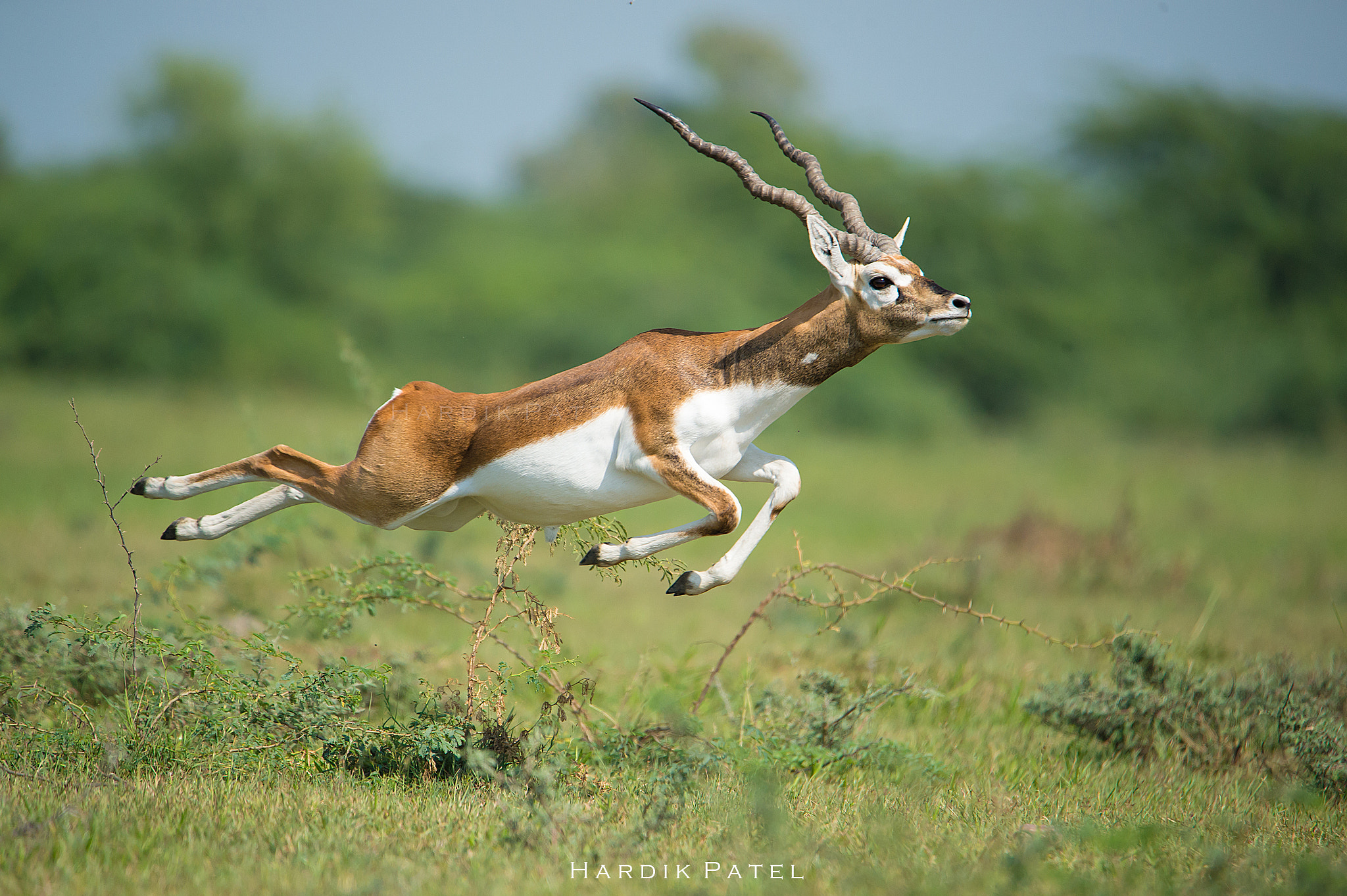 Nikon D4S sample photo. Blackbuck.. photography