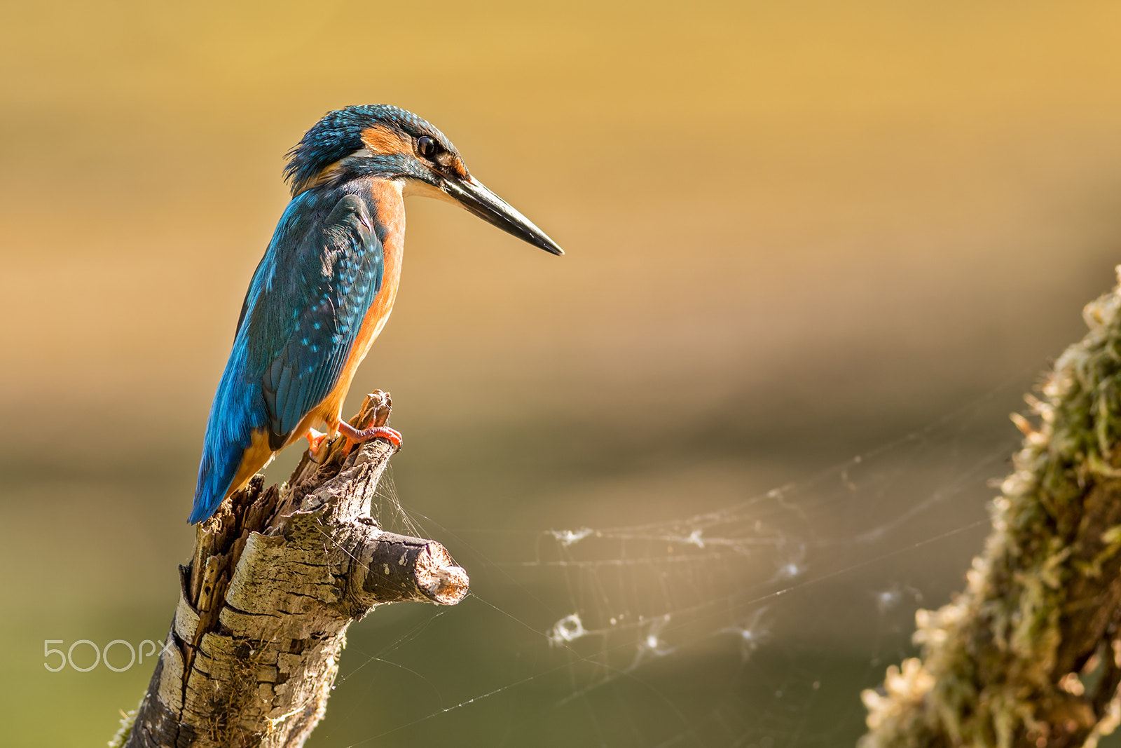 Canon EOS 6D + Canon EF 400mm F5.6L USM sample photo. Kingfisher photography