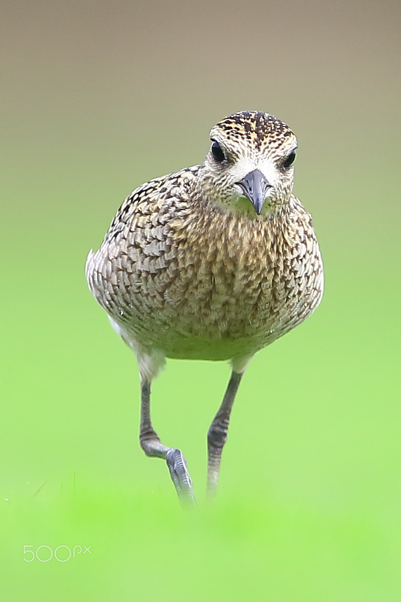 Canon EF 400mm F2.8L IS II USM sample photo. Bird photography