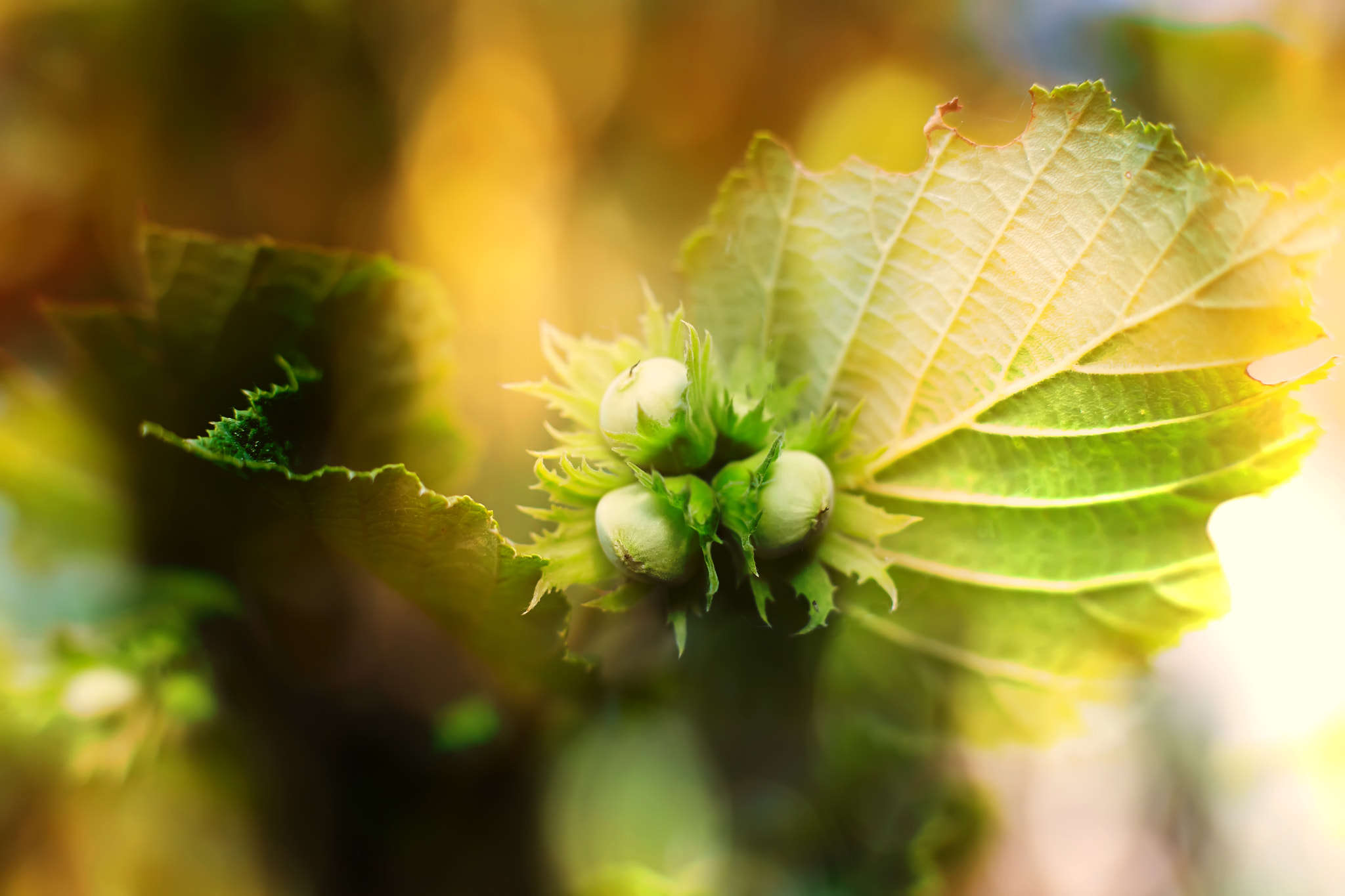 Canon EF 50mm F1.4 USM sample photo. Hazelnut autumn macro photography