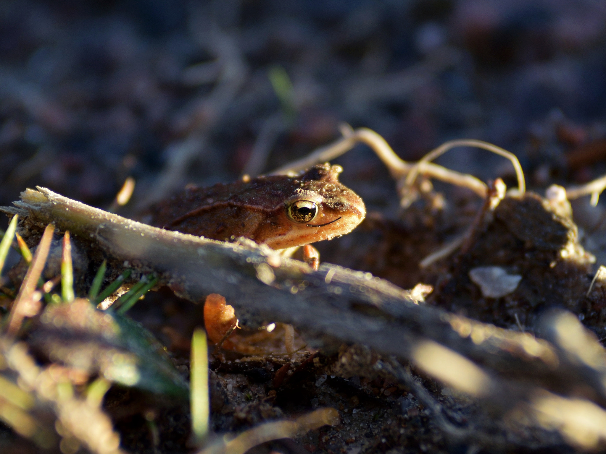 Nikon D5100 sample photo. A froggy moment photography