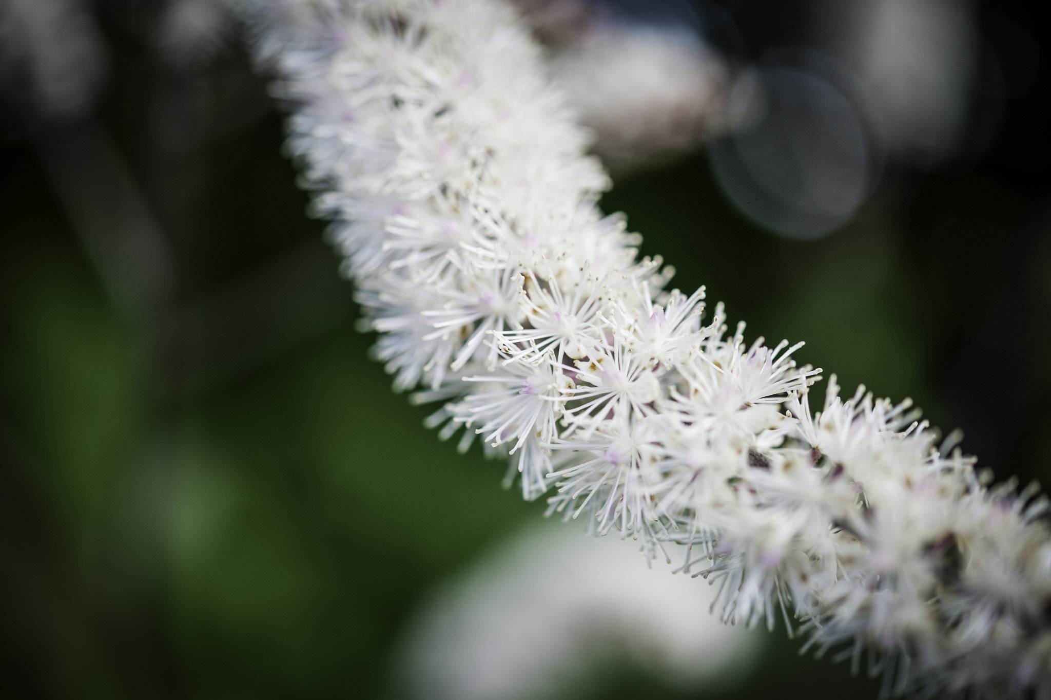Nikon D3 sample photo. Like a snake photography