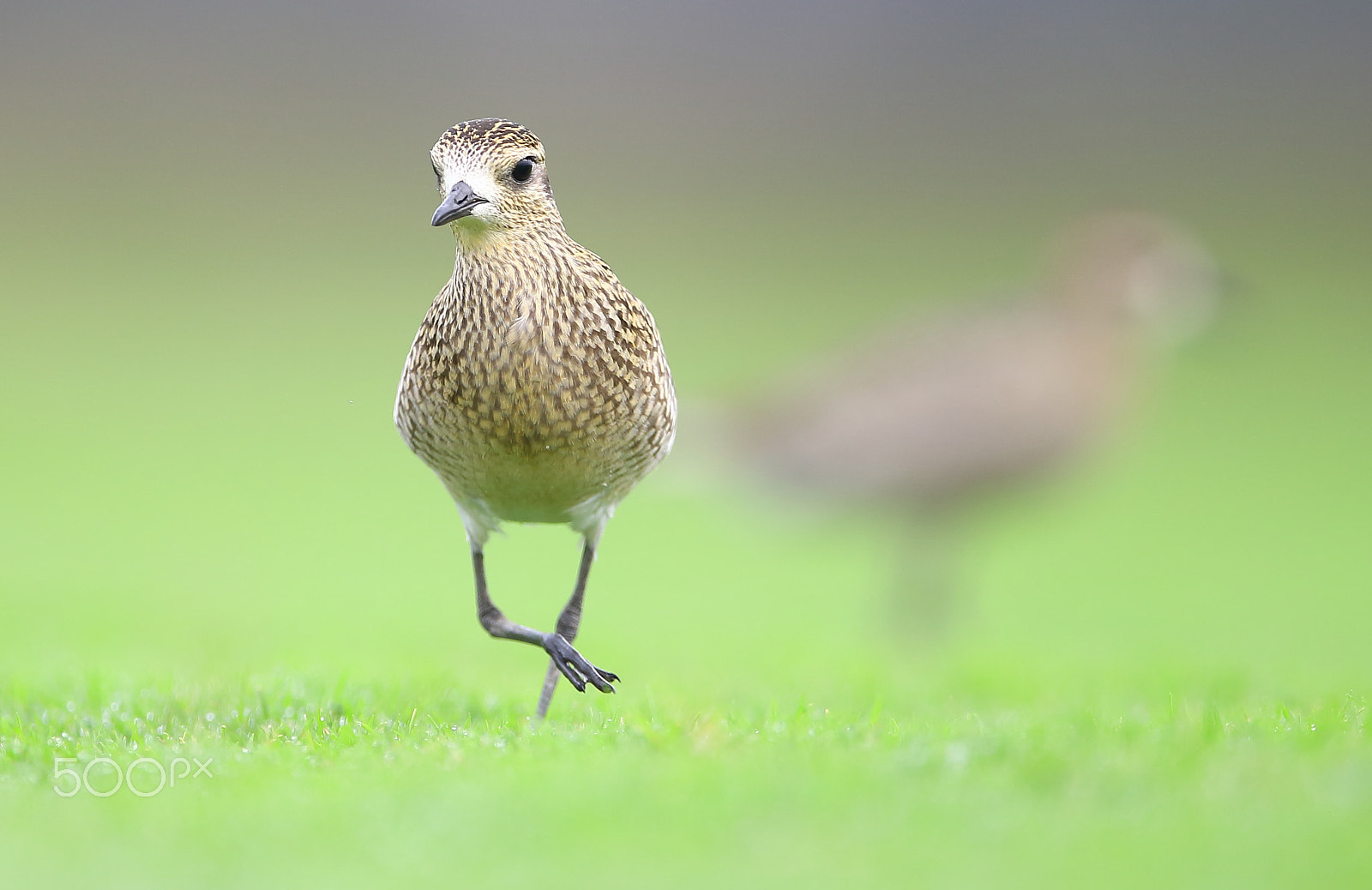 Canon EF 400mm F2.8L IS II USM sample photo. Bird photography