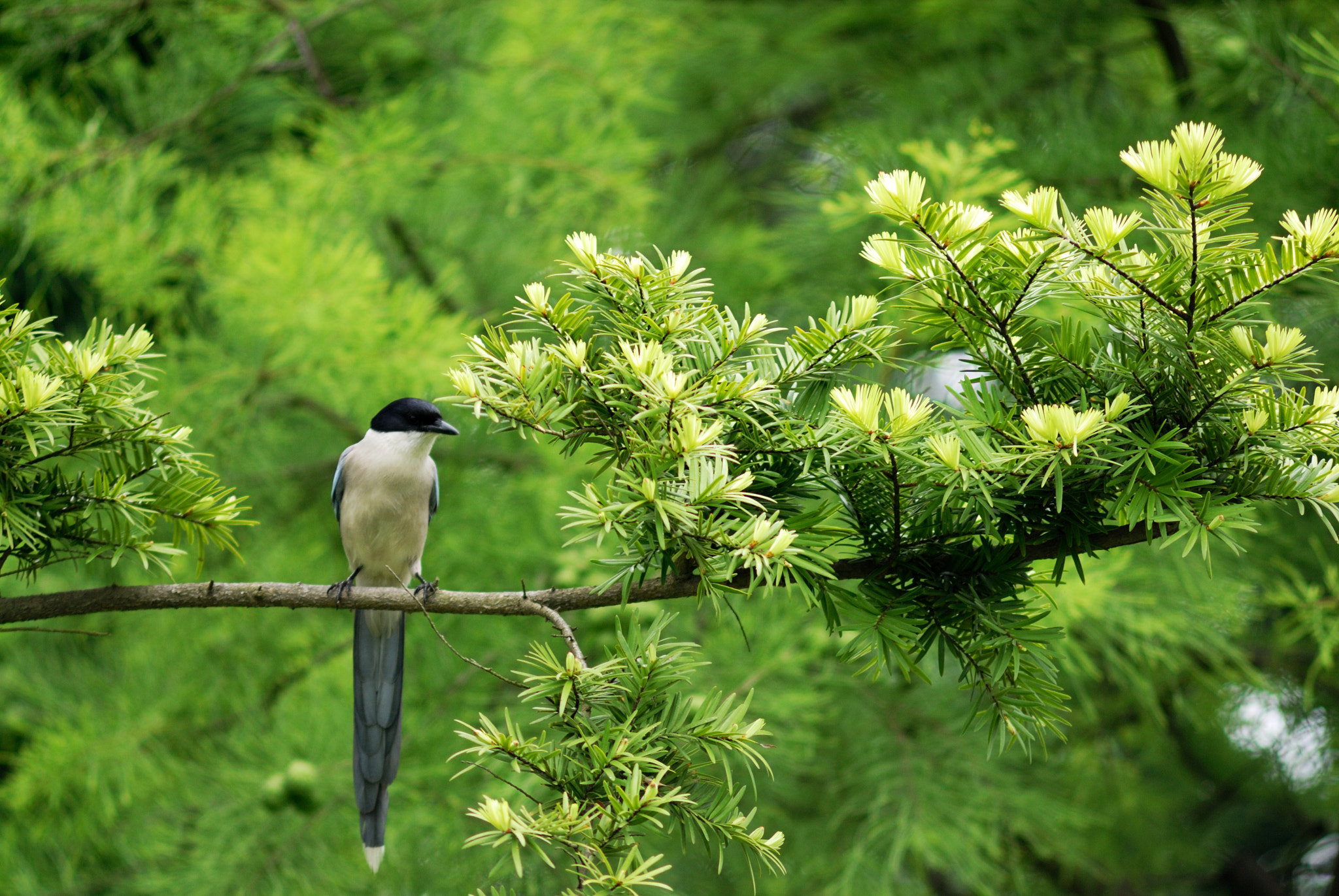 Nikon D200 sample photo. Bird on tree photography