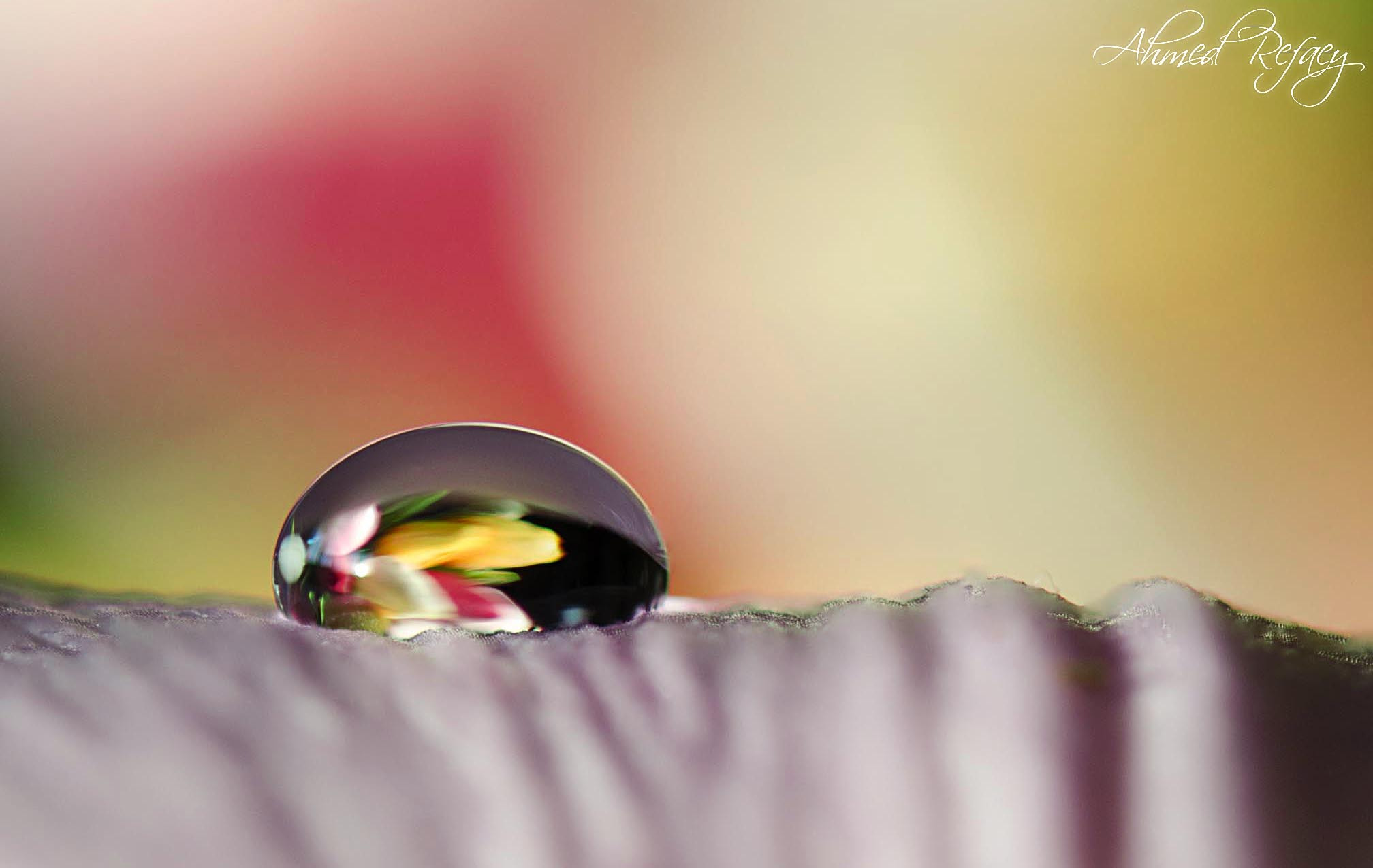 Nikon AF-S Micro-Nikkor 60mm F2.8G ED sample photo. Beauty inside a drop of water photography