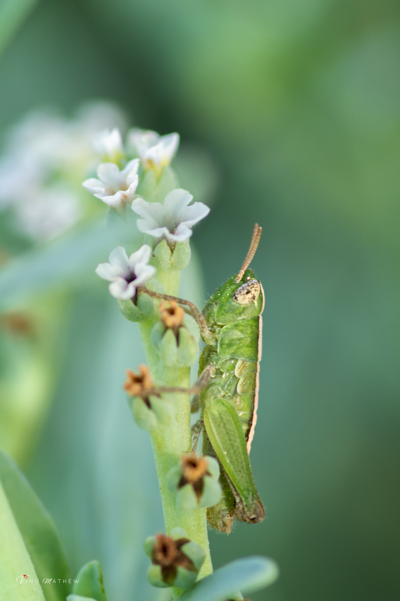 Tokina AT-X Pro 100mm F2.8 Macro sample photo. Grass hopper photography
