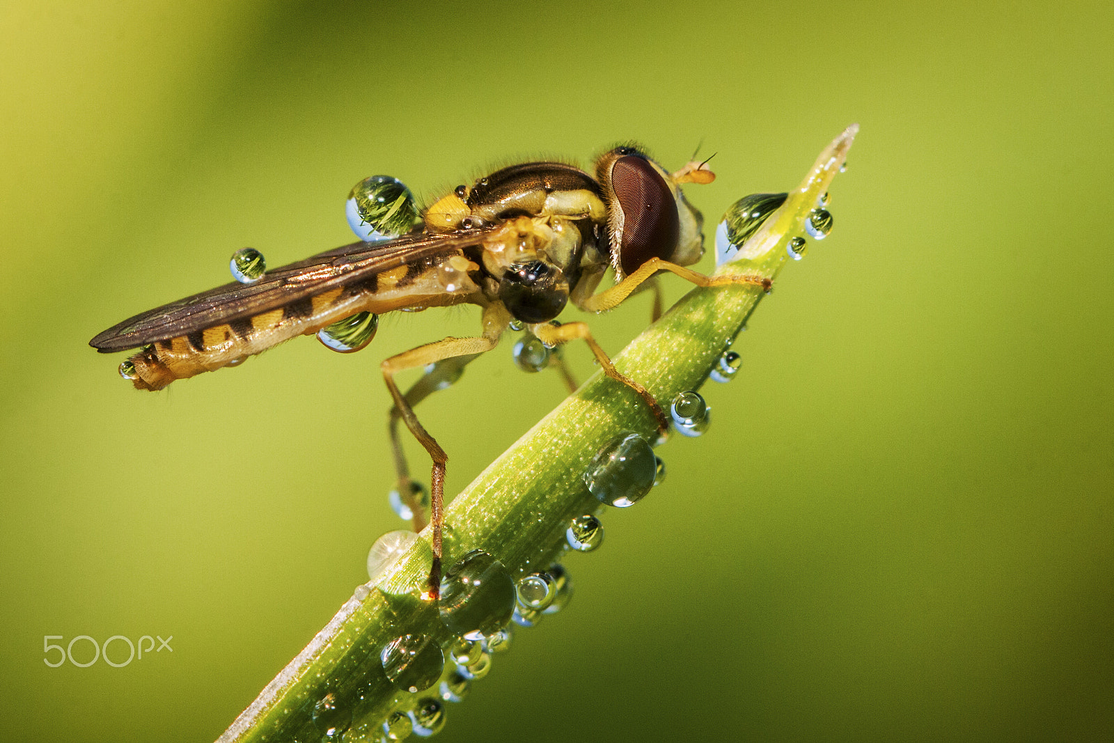 Canon EOS 40D + Canon EF 100mm F2.8L Macro IS USM sample photo. The long hoverfly with dewdrops photography