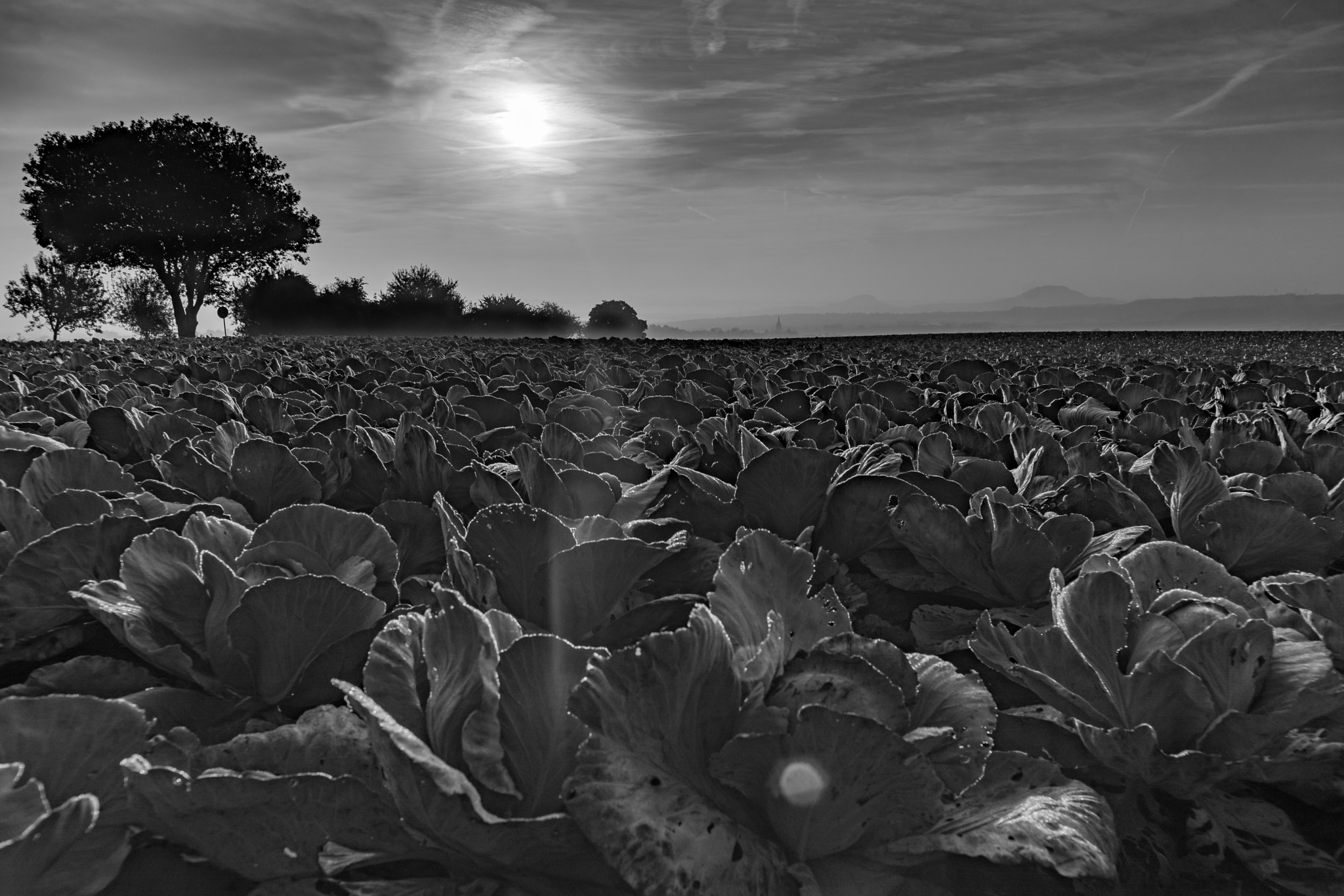 Sony a7R + Minolta AF 24mm F2.8 sample photo. Dawn near cabbage field bw i photography