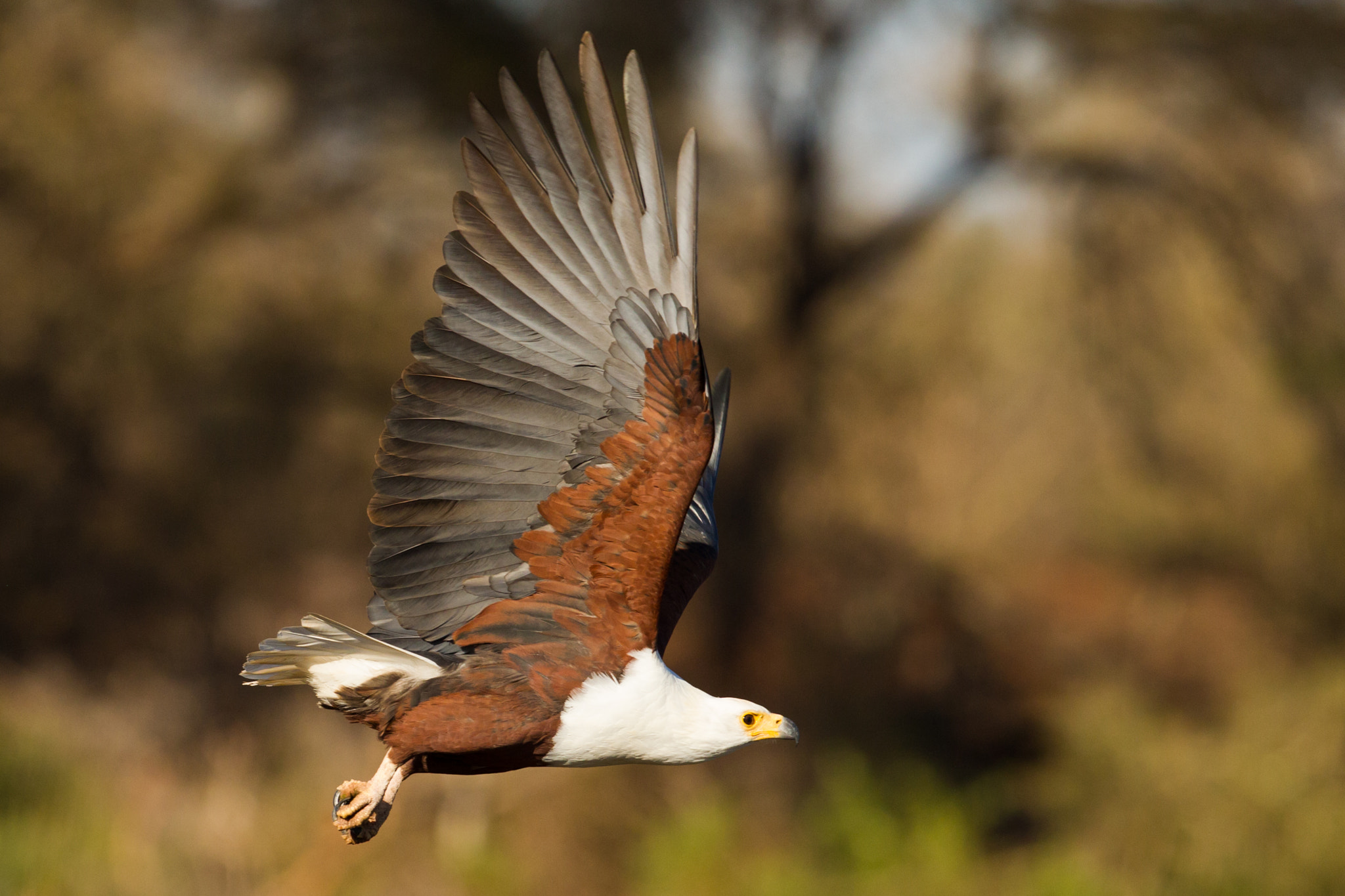 Canon EF 300mm F2.8L IS II USM sample photo. African fish eagle photography