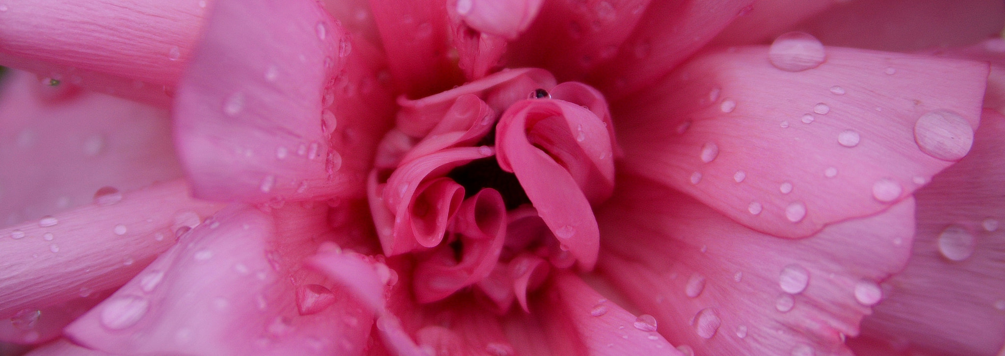 Nikon D3200 sample photo. Pink rose photography