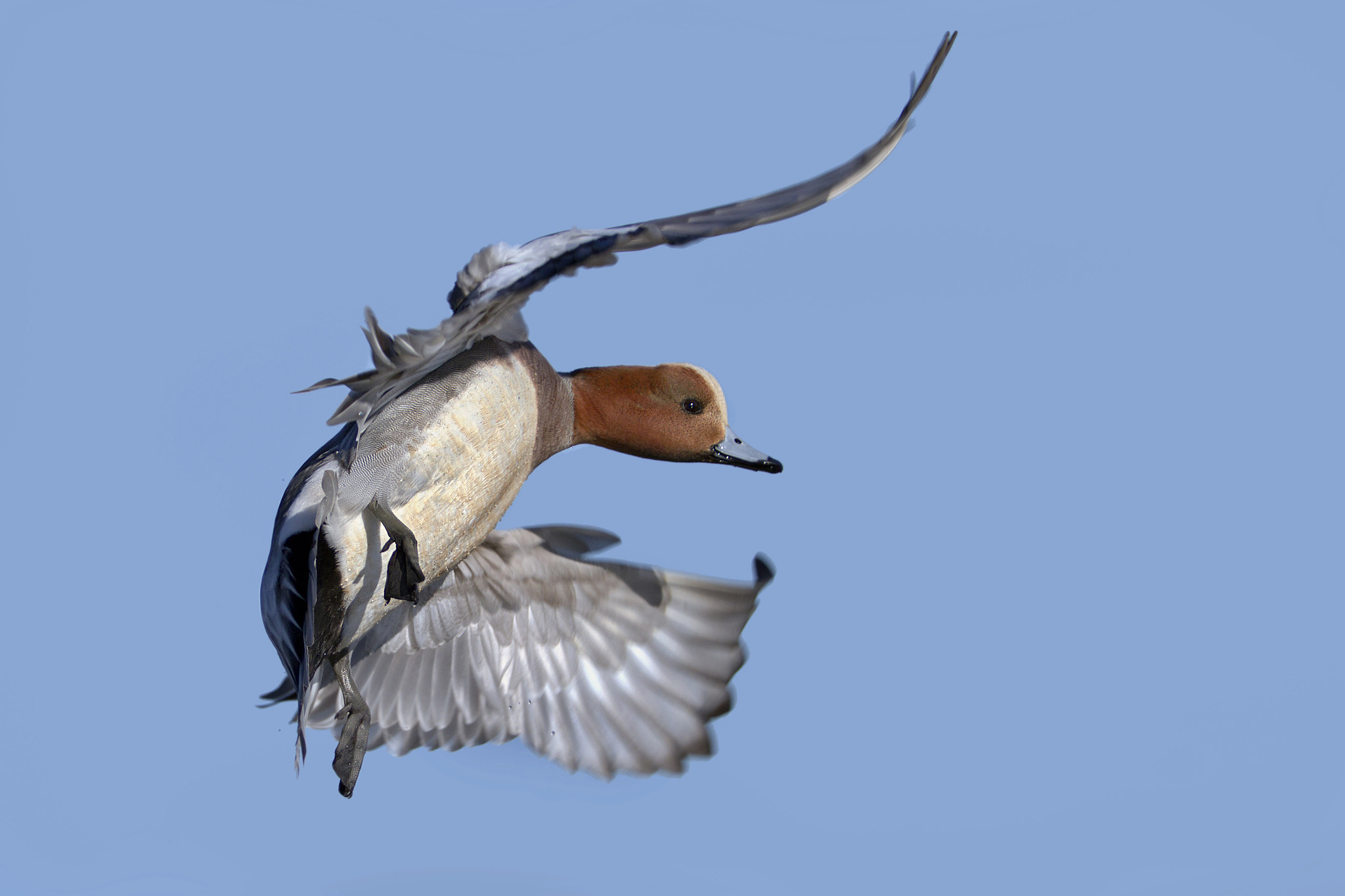Canon EF 300mm f/2.8L + 2x sample photo. Widgeon photography