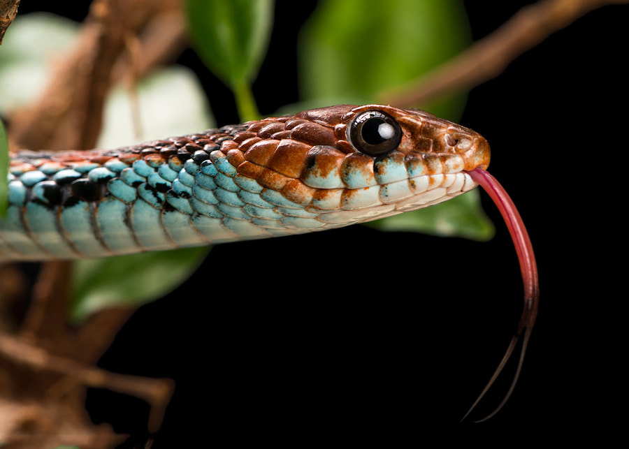 San Francisco Garter Snake by Henrik Vind / 500px