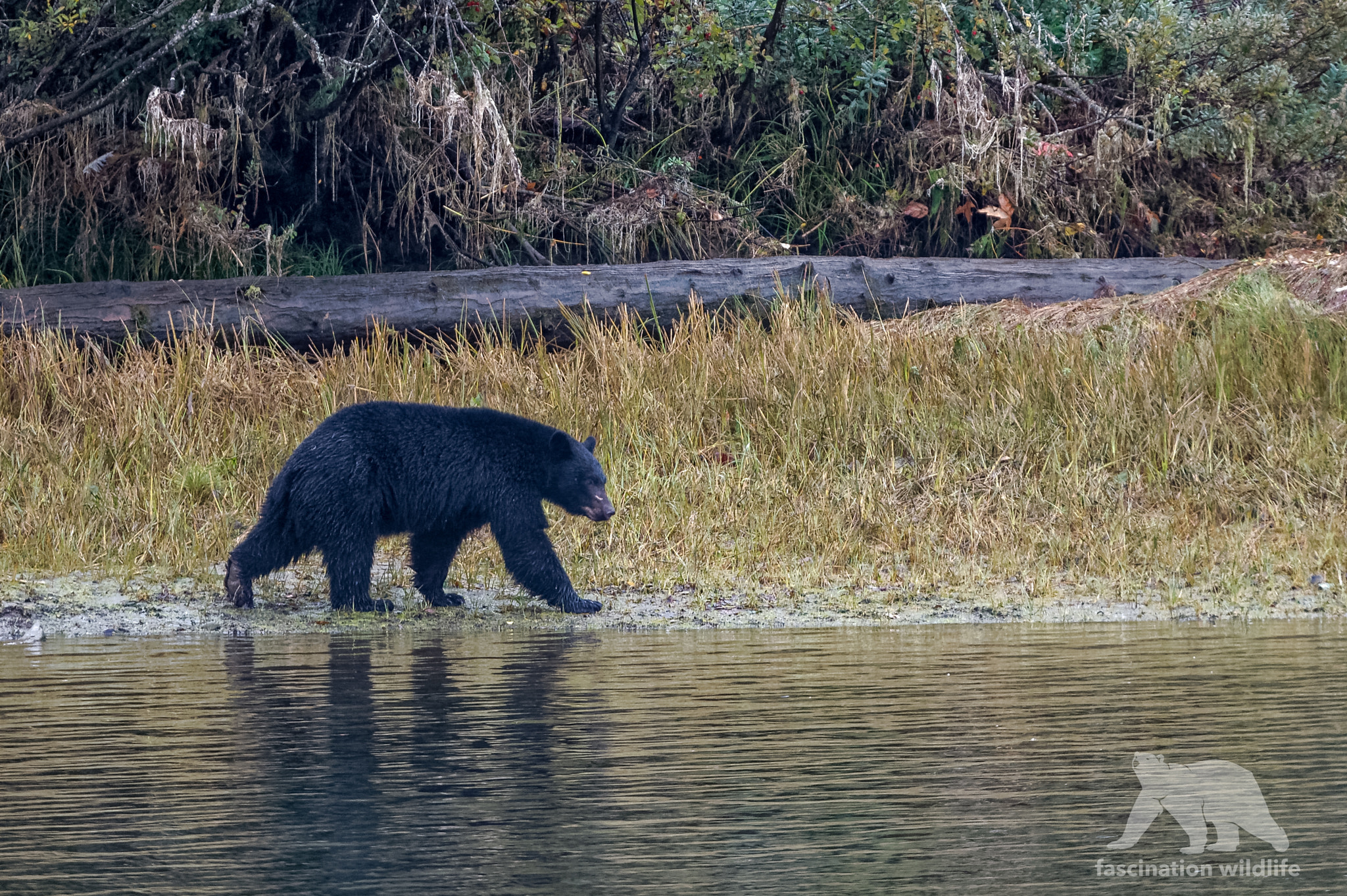 Sigma 150-600mm F5-6.3 DG OS HSM | S sample photo. Black bear photography