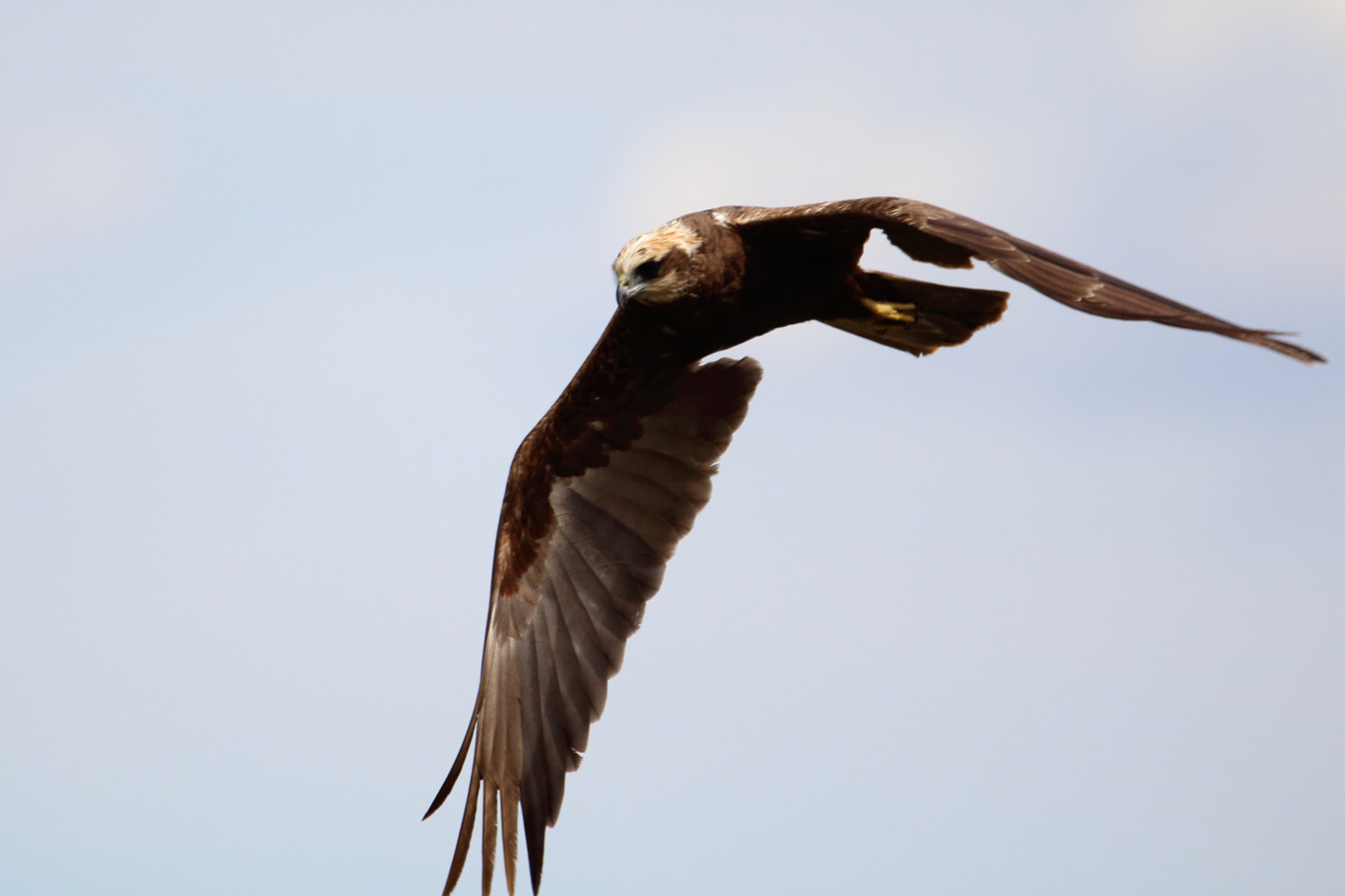 Tamron SP 150-600mm F5-6.3 Di VC USD sample photo. Aguilucho lagunero photography