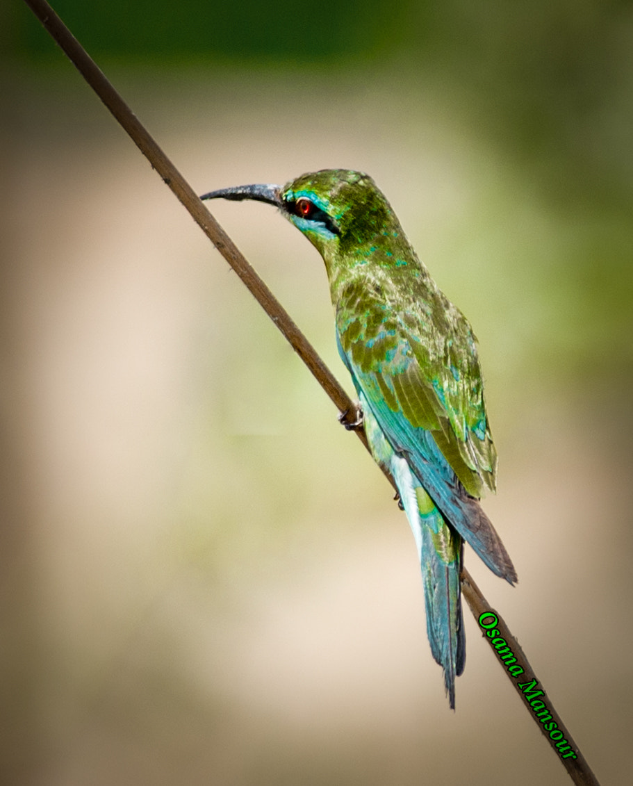 Nikon D610 + Nikon AF-S Nikkor 300mm F4D ED-IF sample photo. Warwar photography