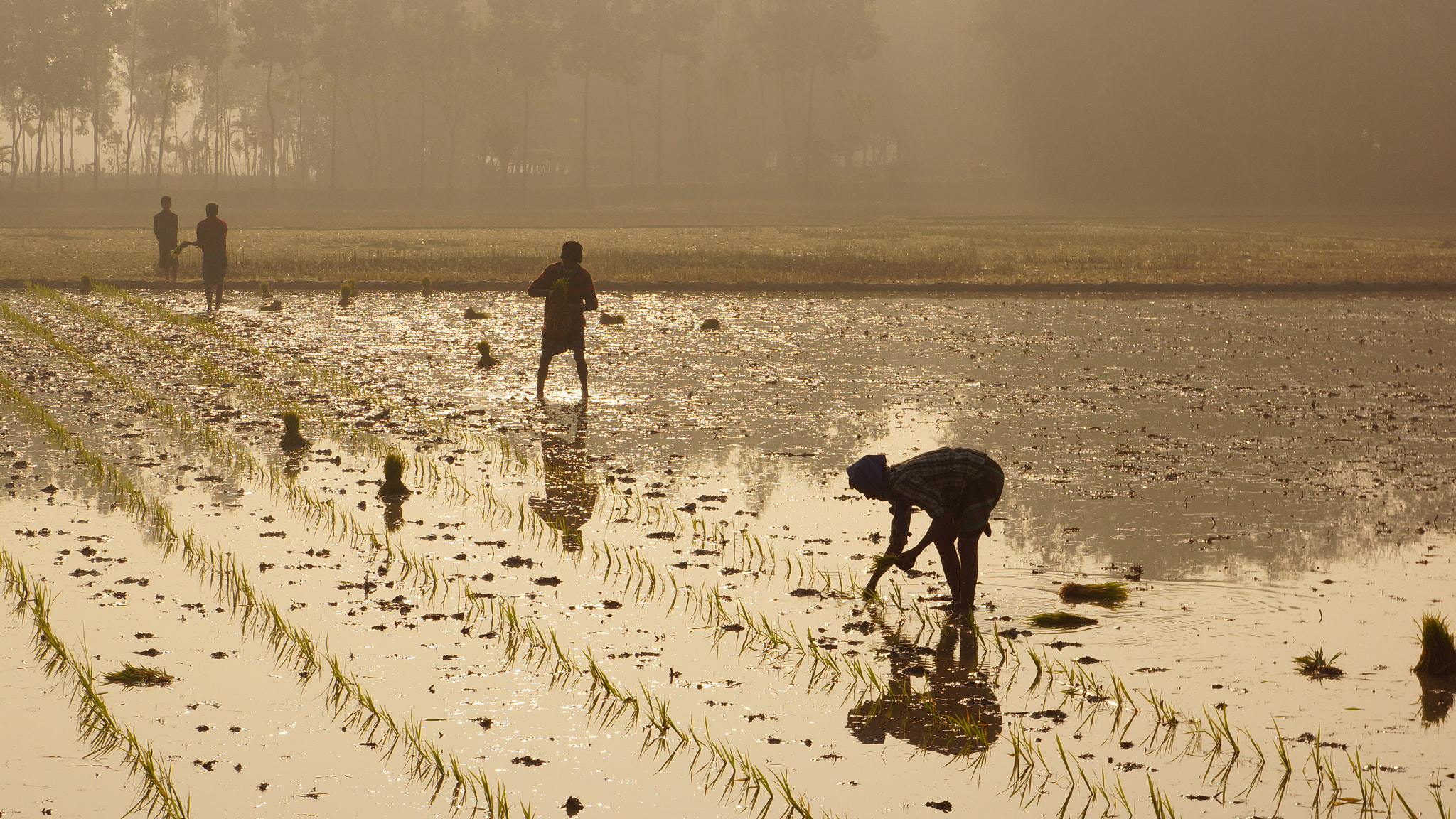 Sony Alpha NEX-7 + Sony E 18-55mm F3.5-5.6 OSS sample photo. Working in rice fields, haluaguat - bangladesh photography