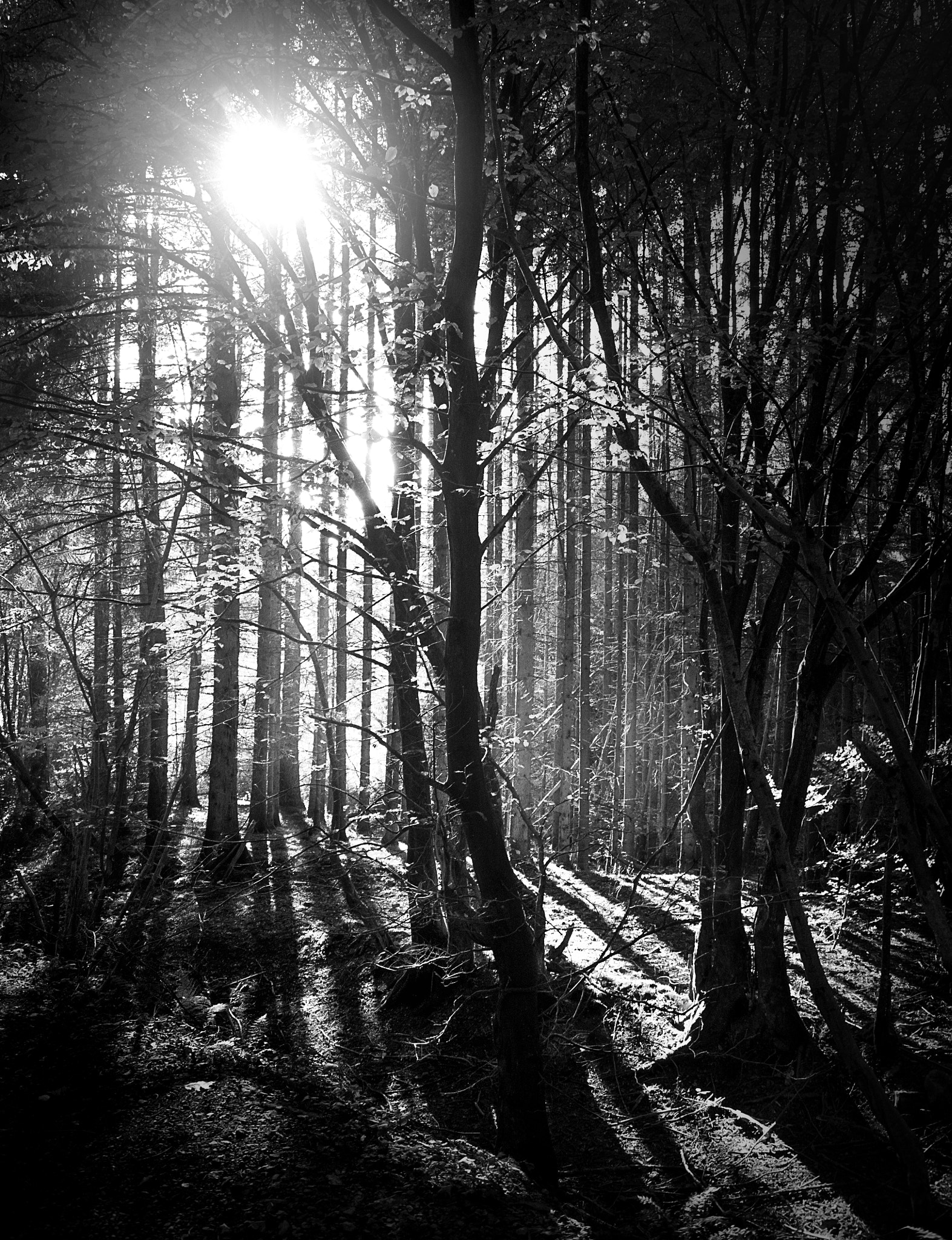 Nikon D7000 sample photo. Forest photography