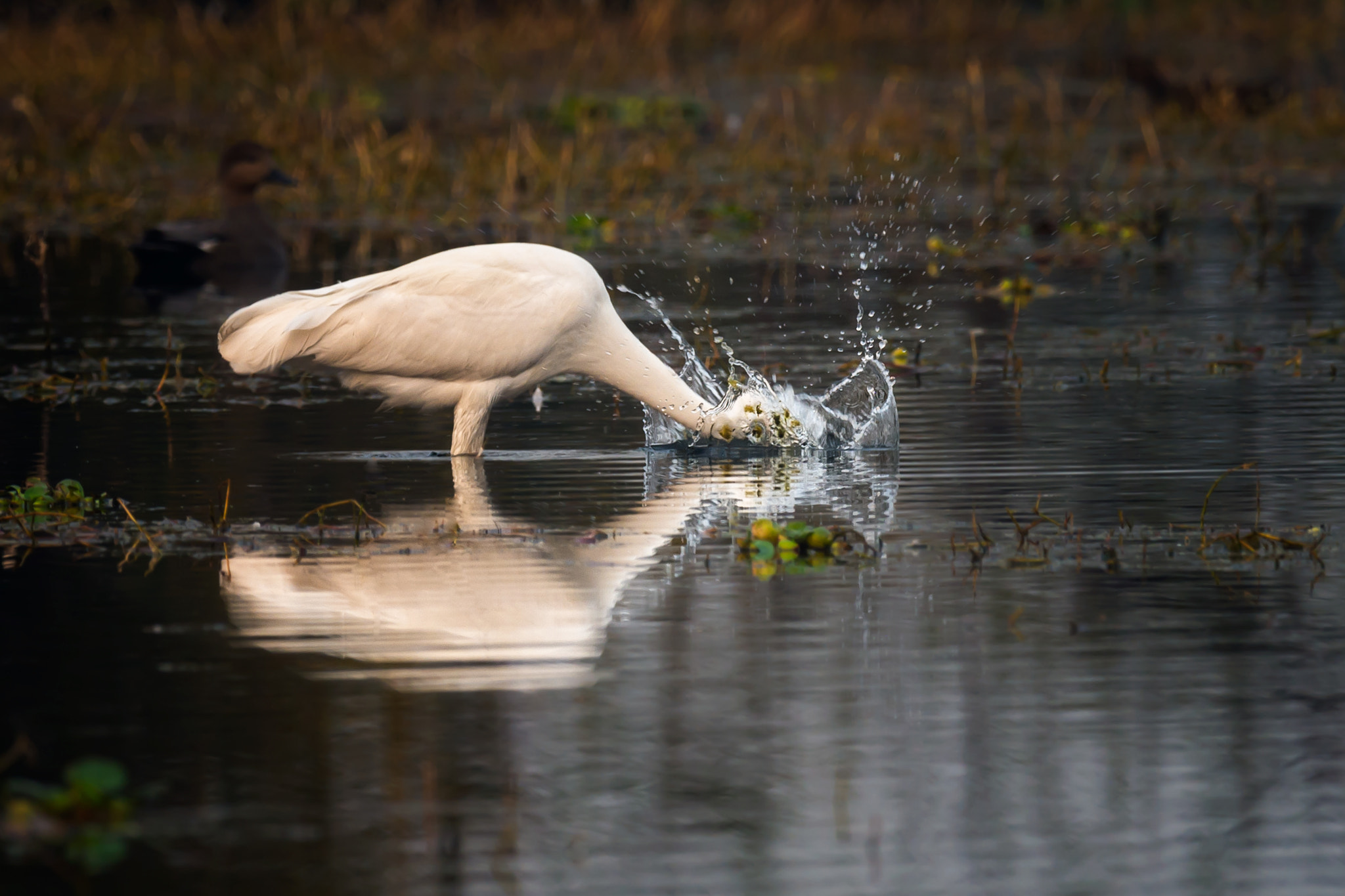 Nikon AF-S Nikkor 800mm F5.6E FL ED VR sample photo. Great egret photography