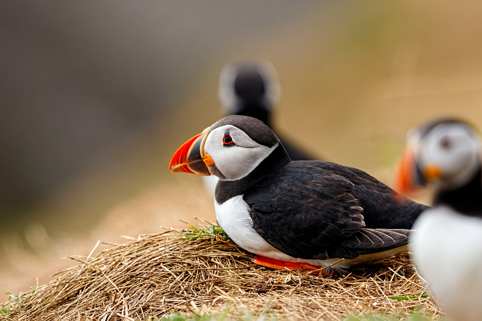 Canon EOS 760D (EOS Rebel T6s / EOS 8000D) + Canon EF 500mm F4L IS II USM sample photo. Puffins photography