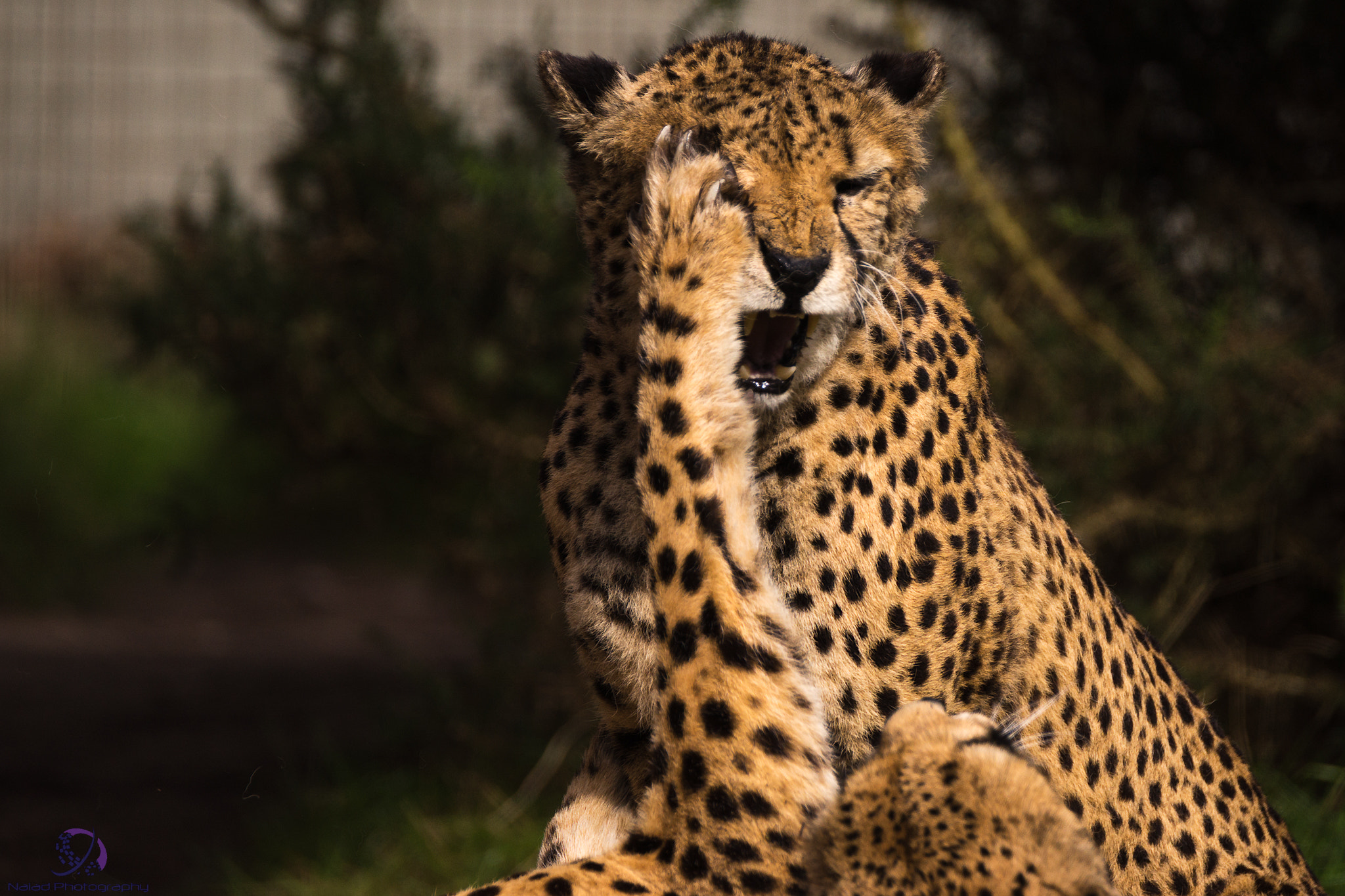 Tamron SP 150-600mm F5-6.3 Di VC USD sample photo. Edit photography