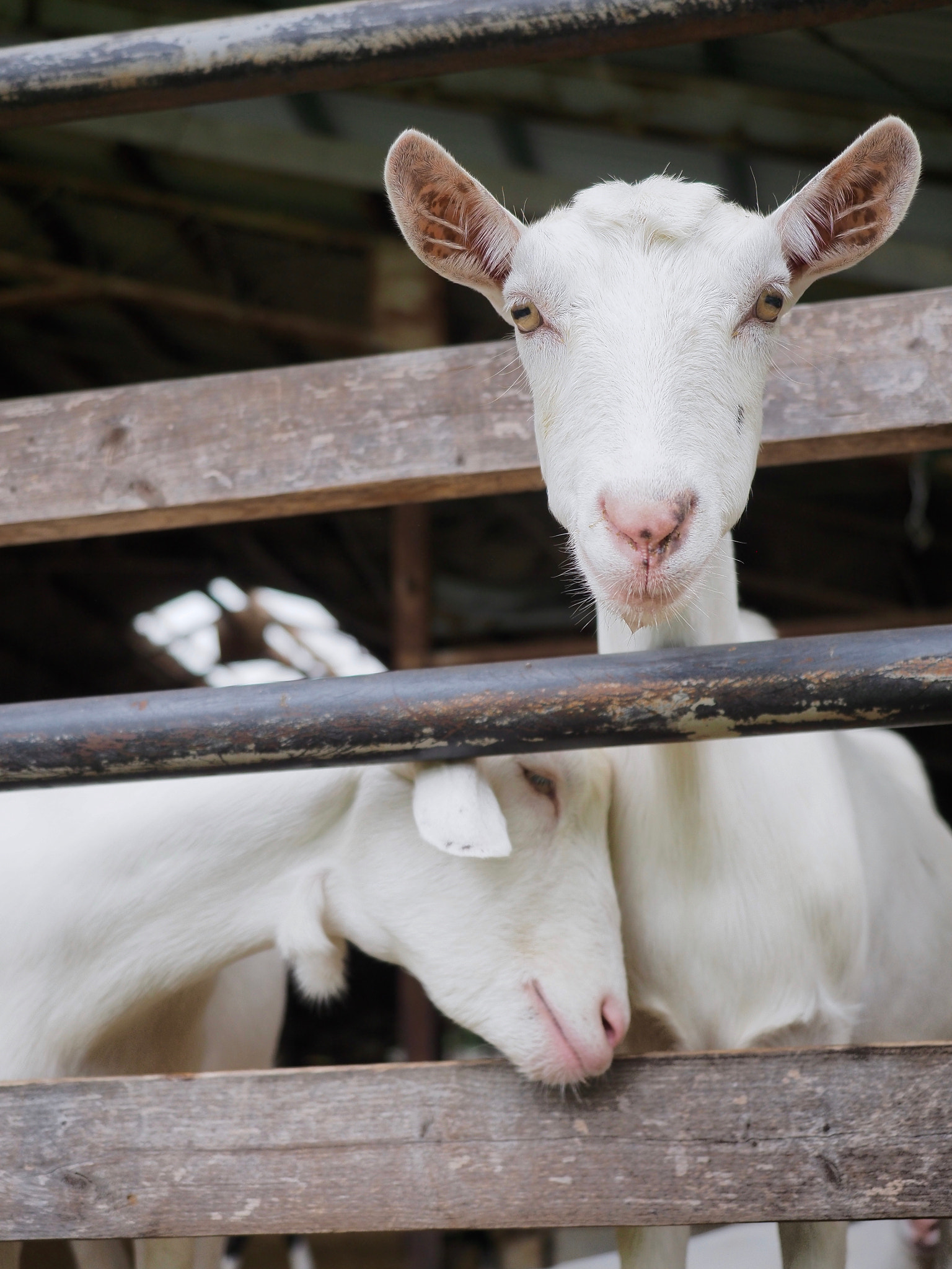 Olympus M.Zuiko Digital ED 12-40mm F2.8 Pro sample photo. Goats photography