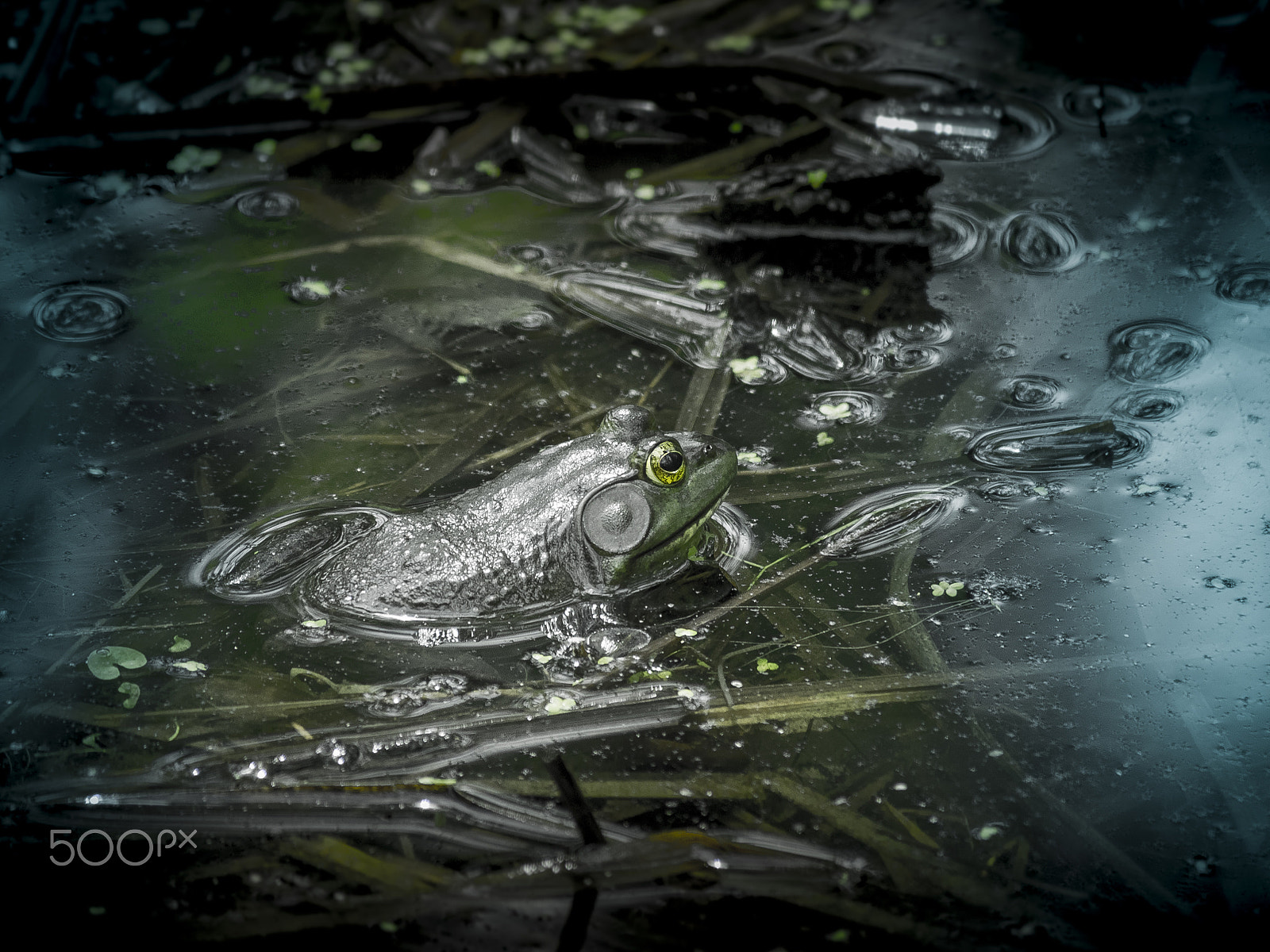 Olympus OM-D E-M1 sample photo. Frog in a marsh photography