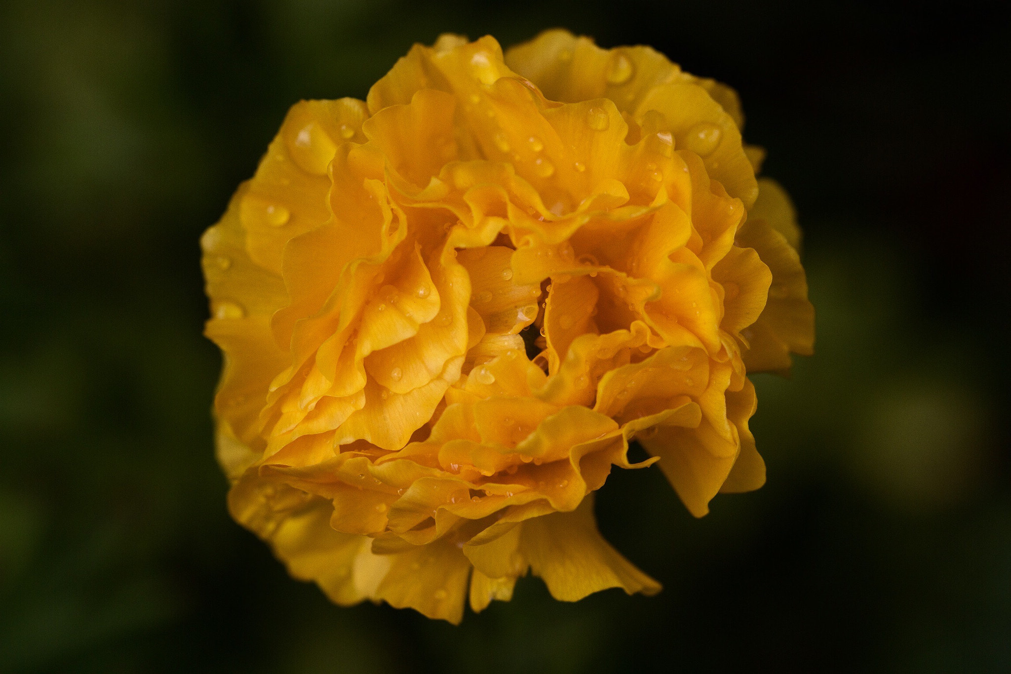 Canon EOS 7D + Canon EF 100mm F2.8L Macro IS USM sample photo