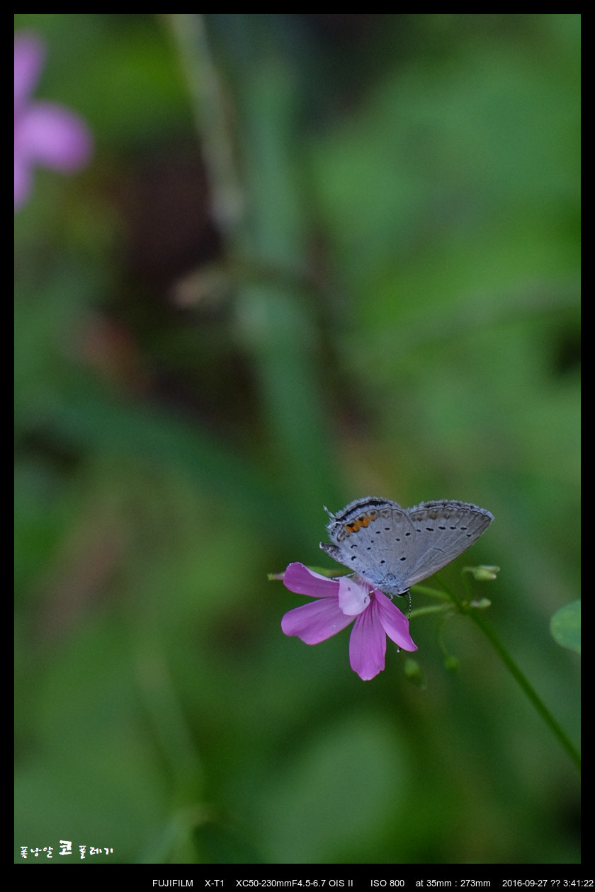 Fujifilm X-T1 sample photo. After rain photography