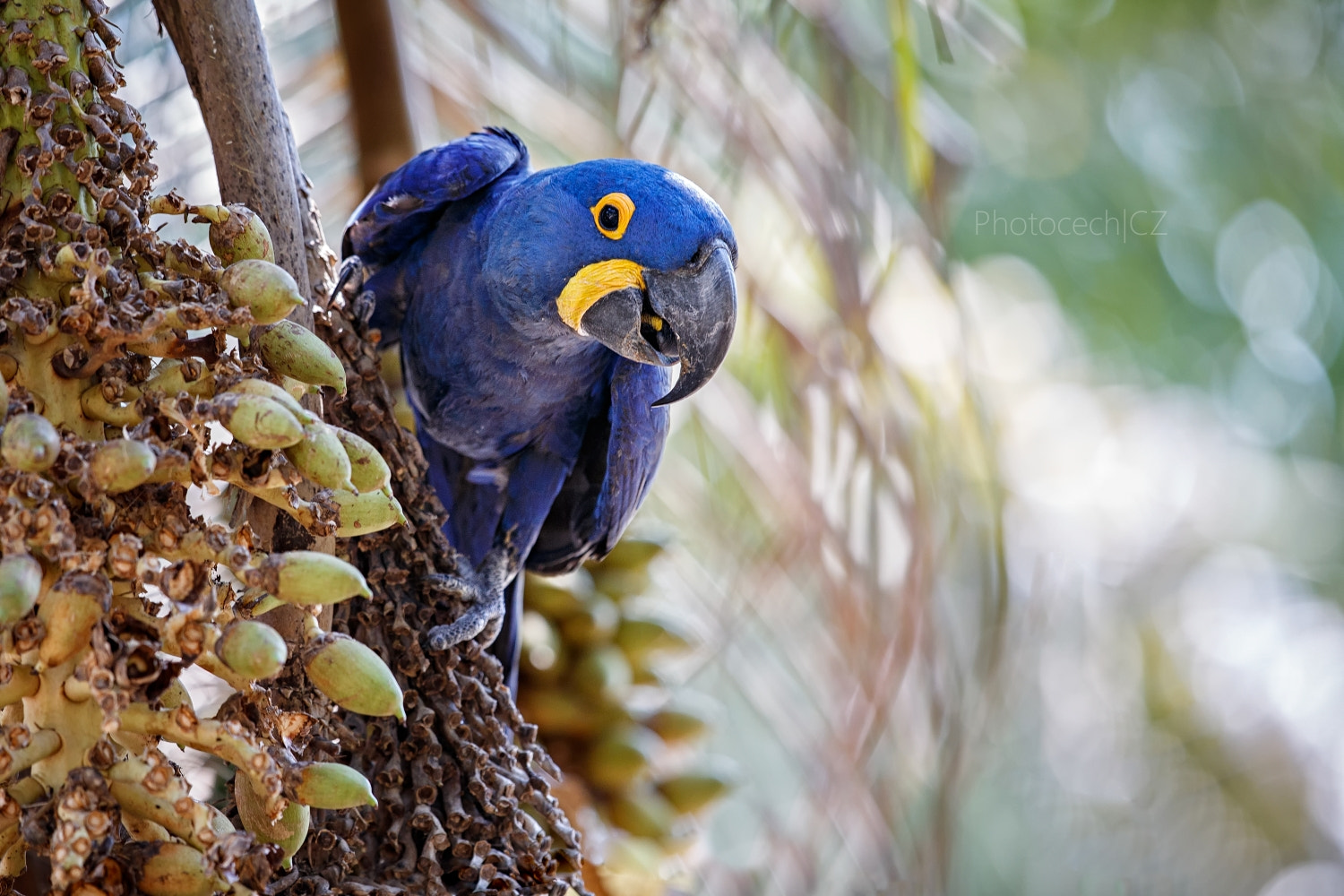 Canon EF 300mm F2.8L IS II USM sample photo. True pantaneiro photography