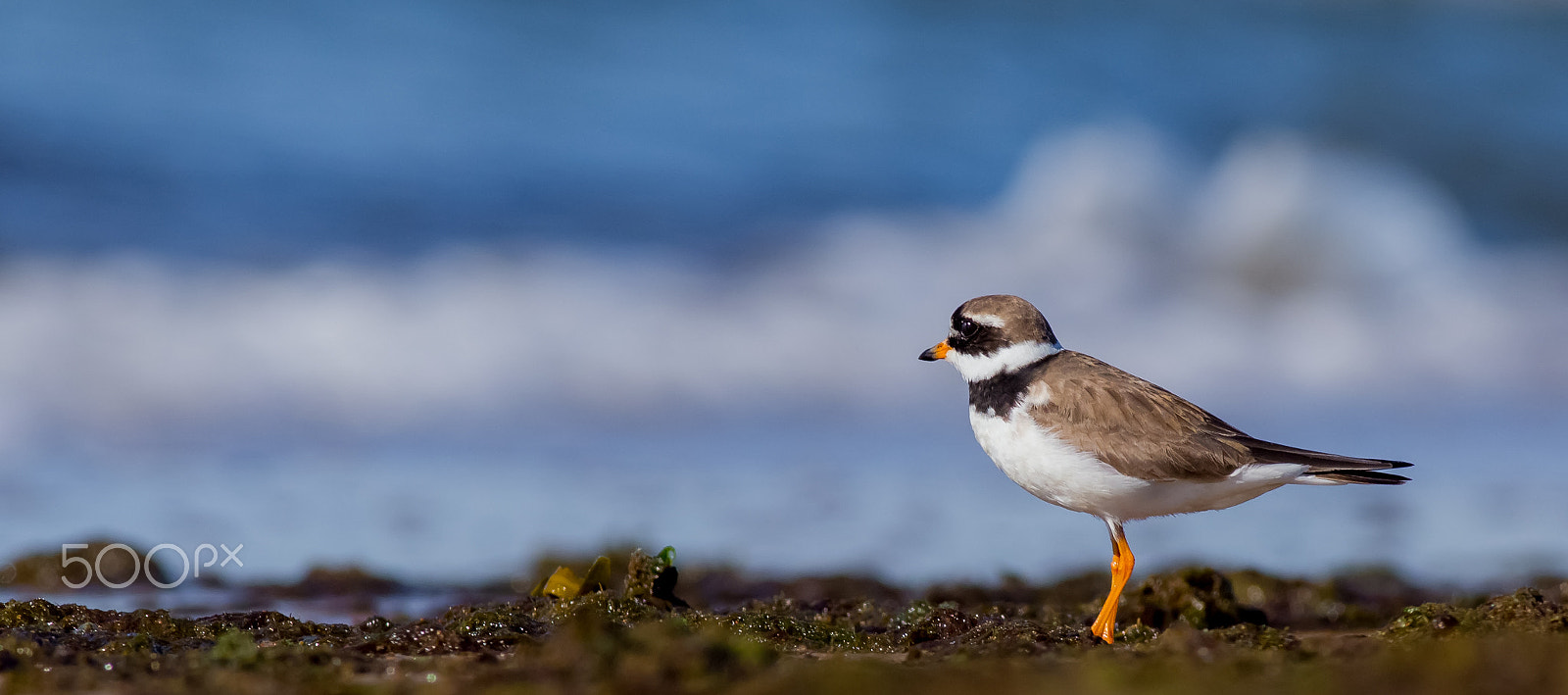 Canon EOS 6D sample photo. Charadrius hiaticula / ringed plover photography