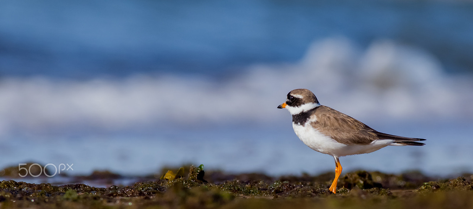 Canon EOS 6D + Canon EF 400mm F5.6L USM sample photo. Charadrius hiaticula / ringed plover photography