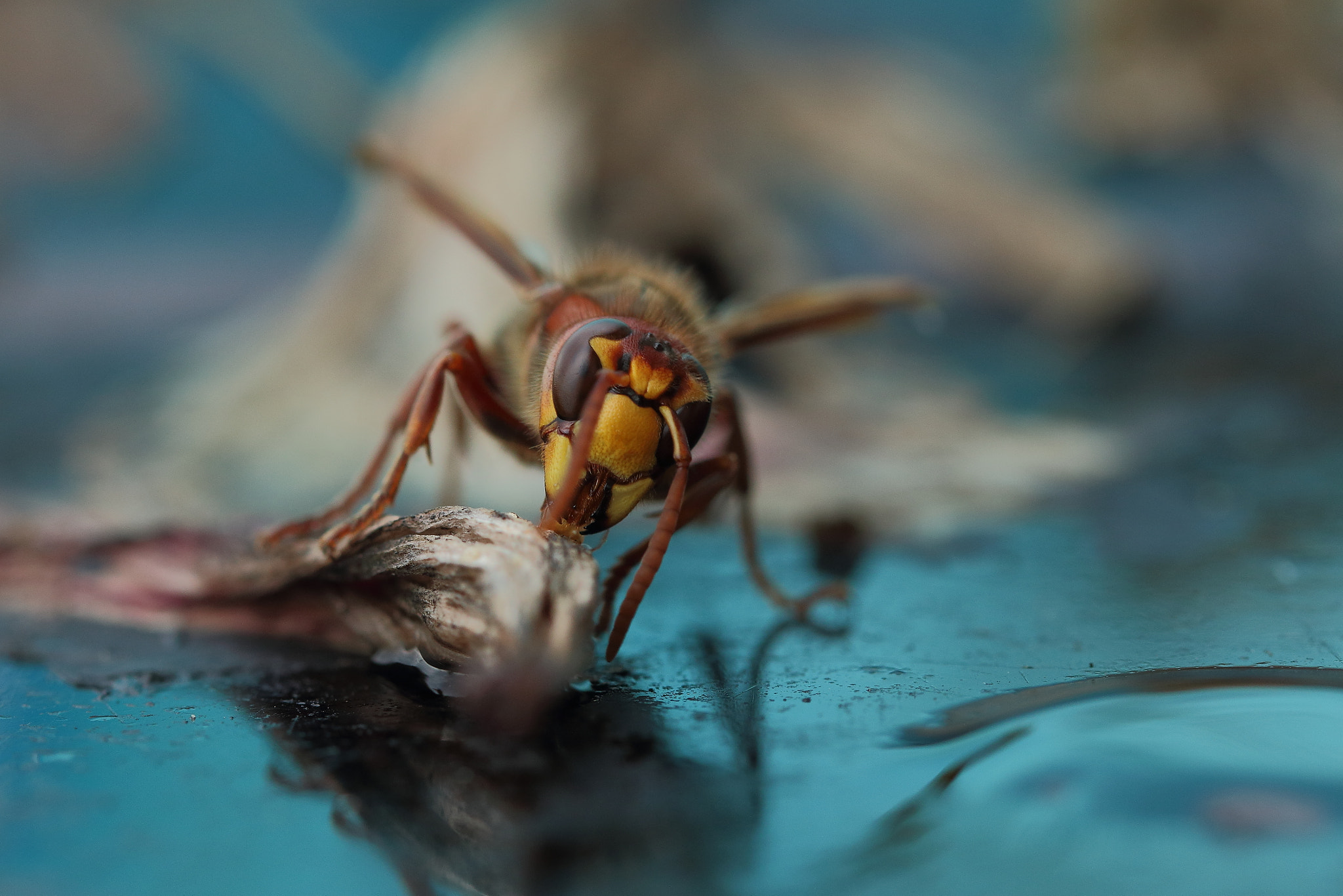 Canon EOS 70D + Canon EF 100mm F2.8L Macro IS USM sample photo. Hornet action... photography