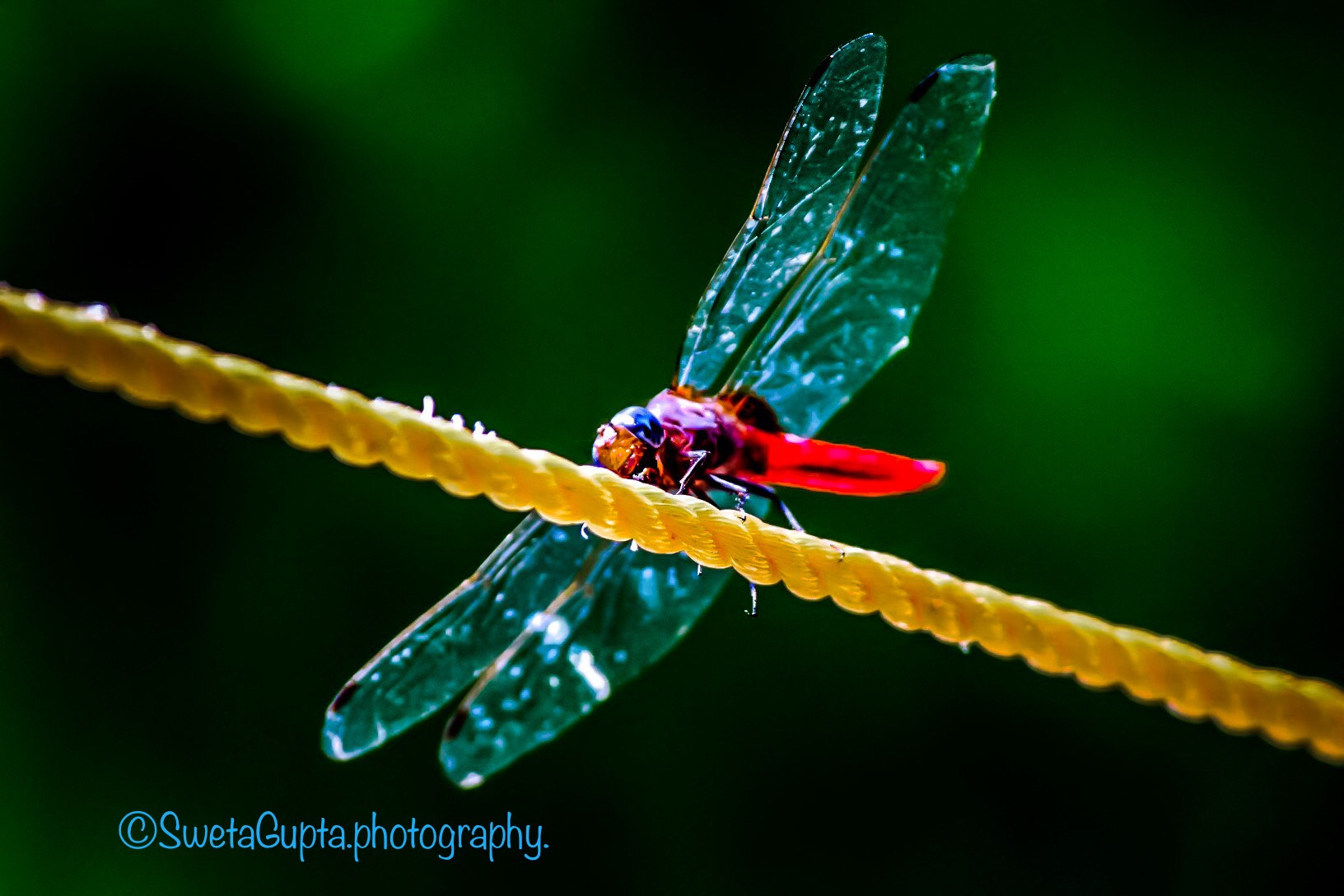 Canon EF-S 55-250mm F4-5.6 IS II sample photo. Wings of fairy! photography