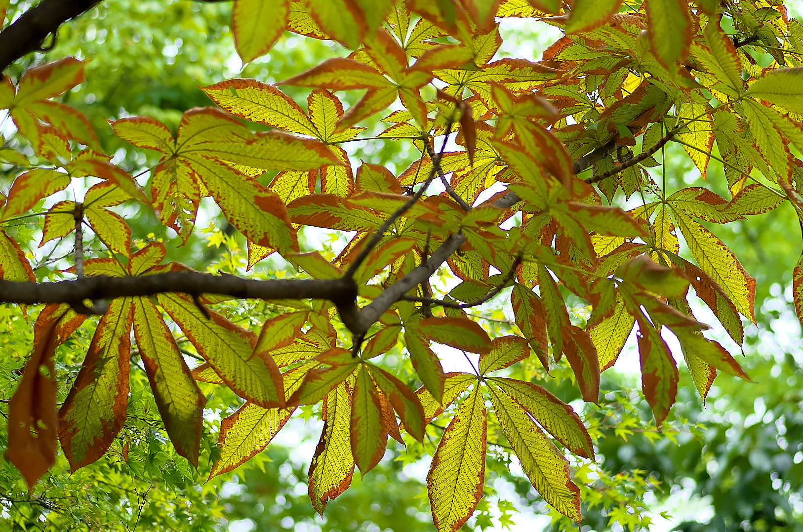Pentax K-50 sample photo. Leaf photography