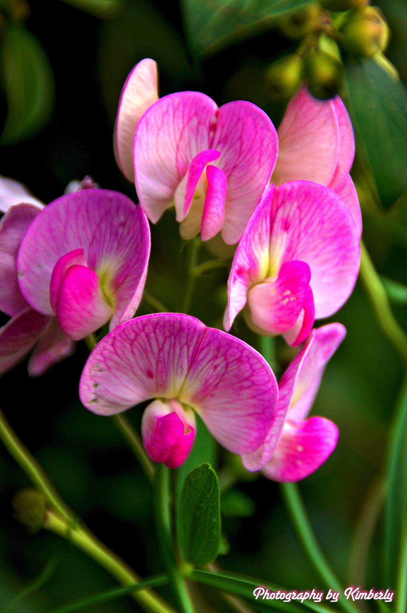 Sony SLT-A57 sample photo. Pink beauty photography