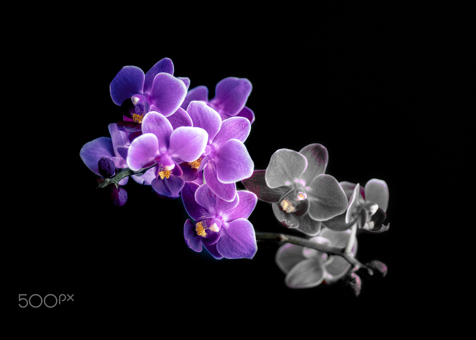 Pentax K-3 II sample photo. Purple orchid photography