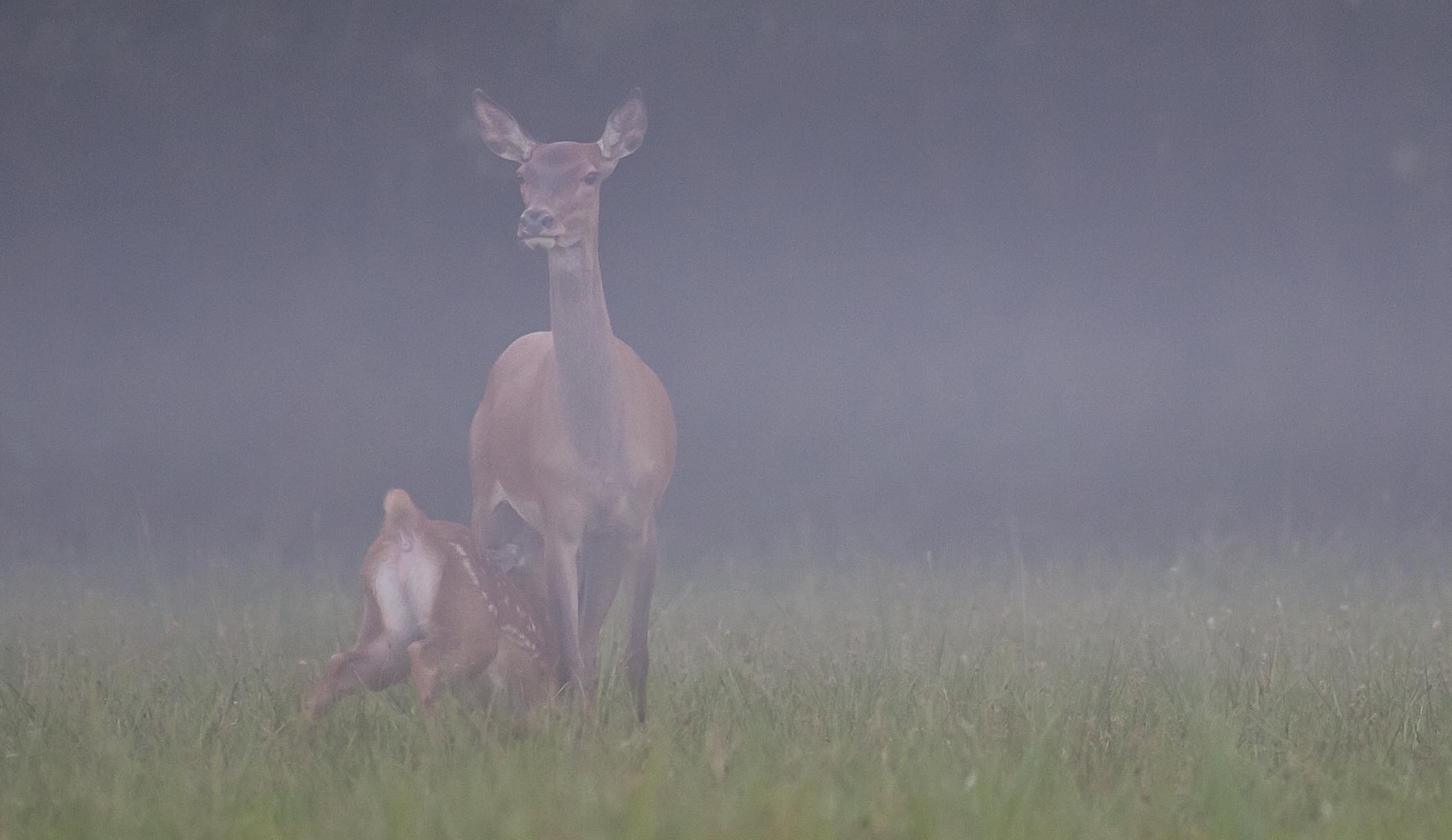 Canon EOS 50D + Canon EF 300mm f/2.8L sample photo. Biche et faon, au petit matin dans la brume. photography